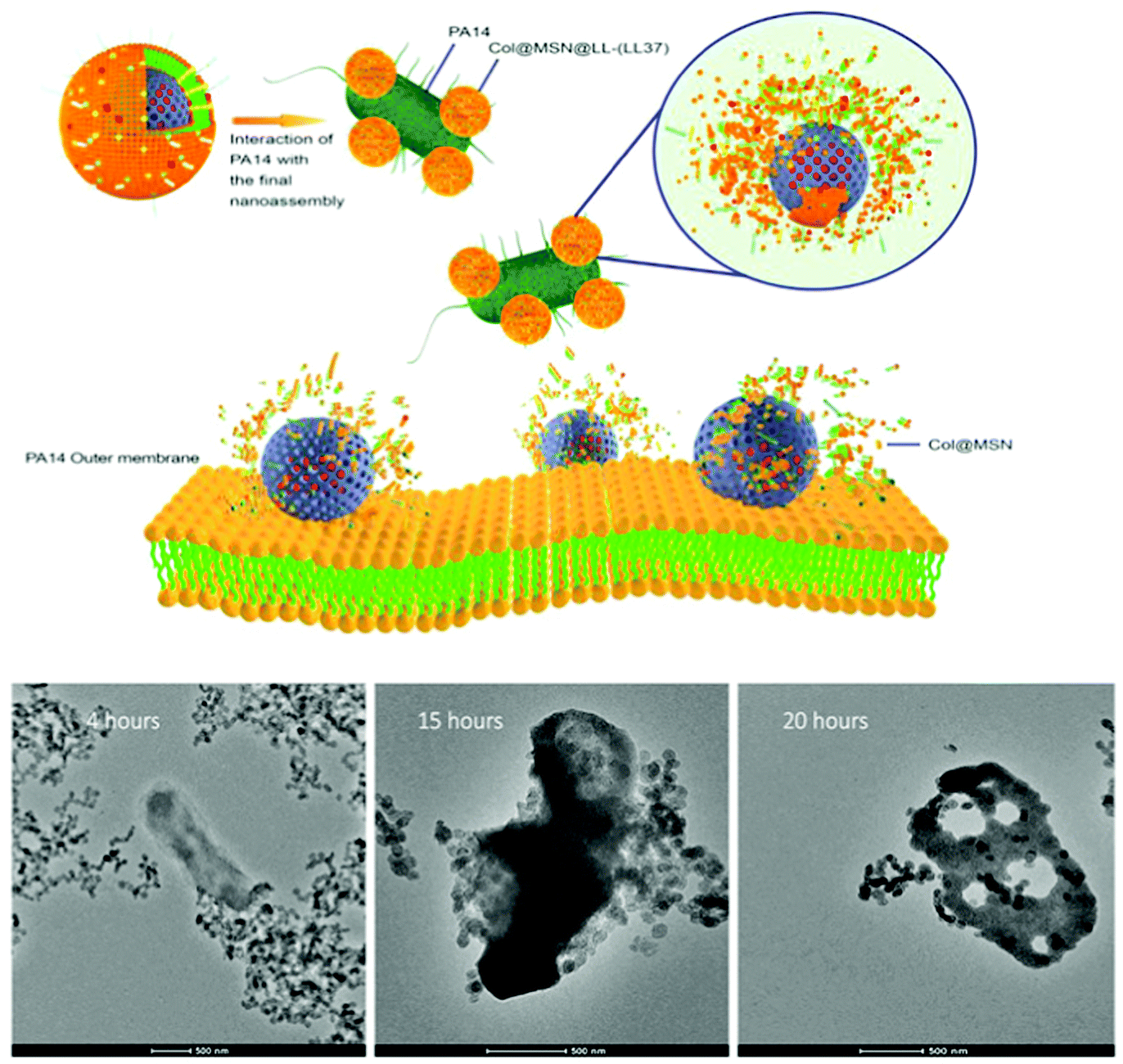 Engineering mesoporous silica nanoparticles for drug delivery 