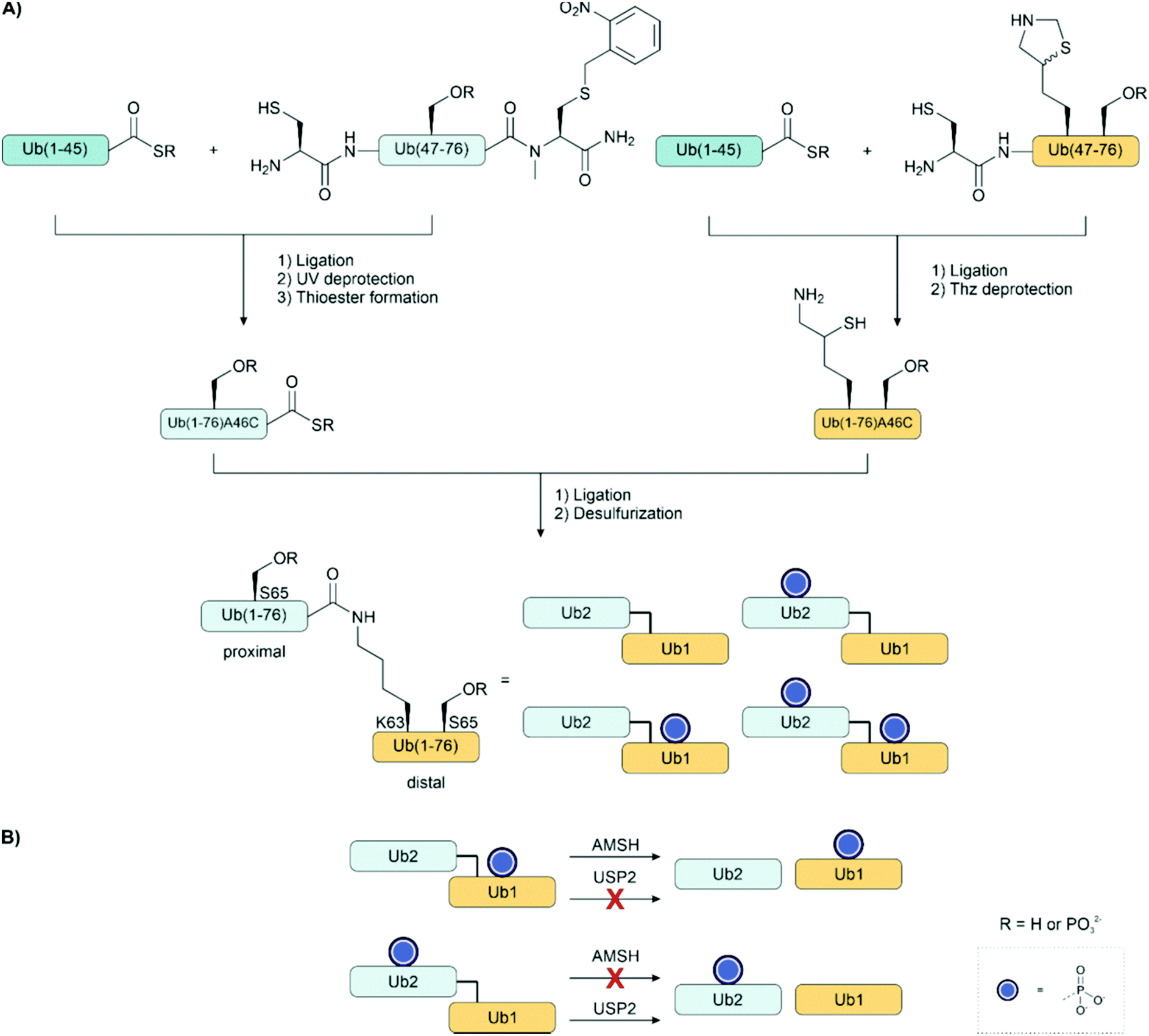 Dissecting the role of protein phosphorylation: a chemical biology toolbox  - Chemical Society Reviews (RSC Publishing) DOI:10.1039/D1CS00991E