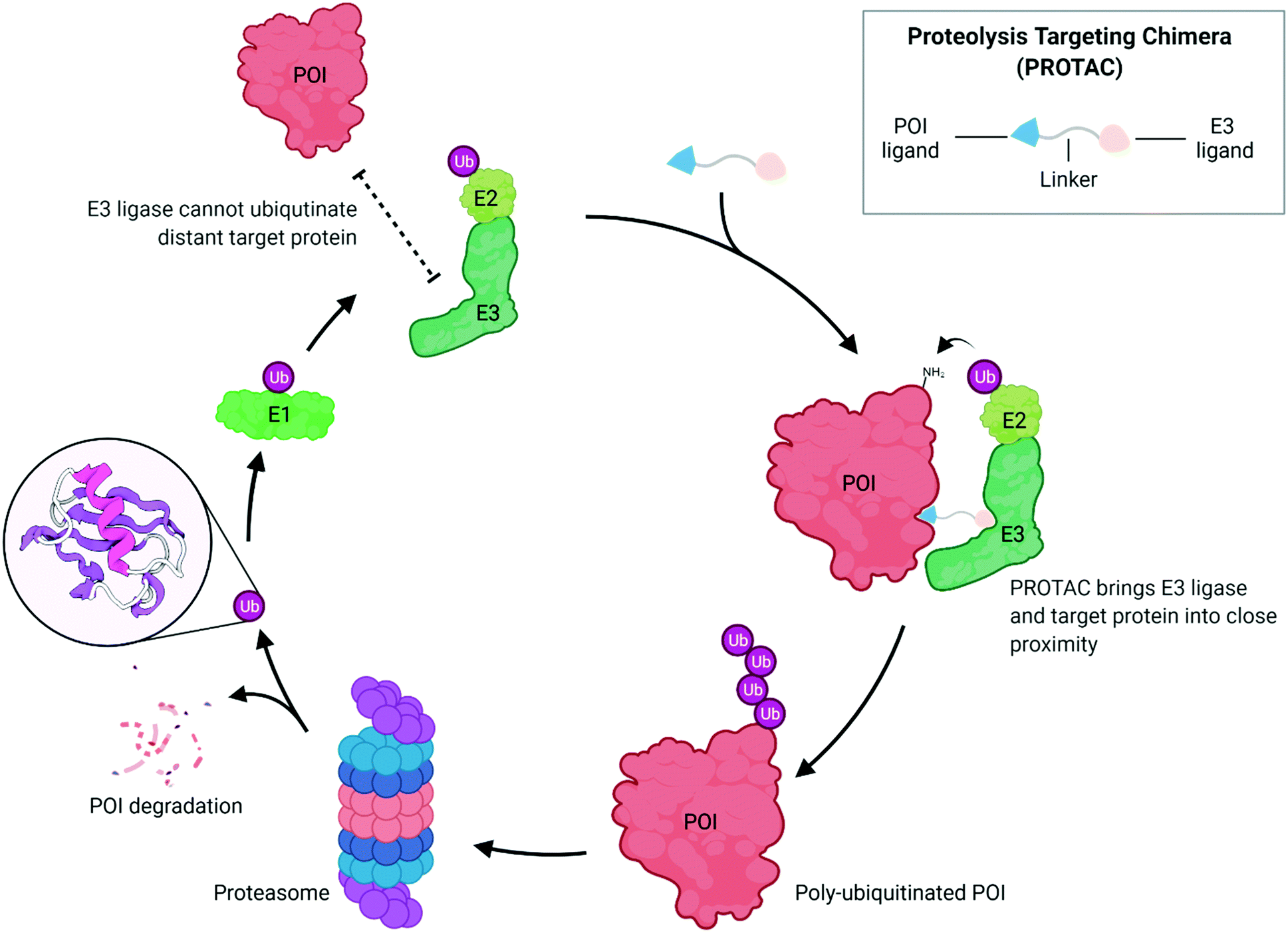 The drug efflux pump MDR1 promotes intrinsic and acquired resistance to  PROTACs in cancer cells