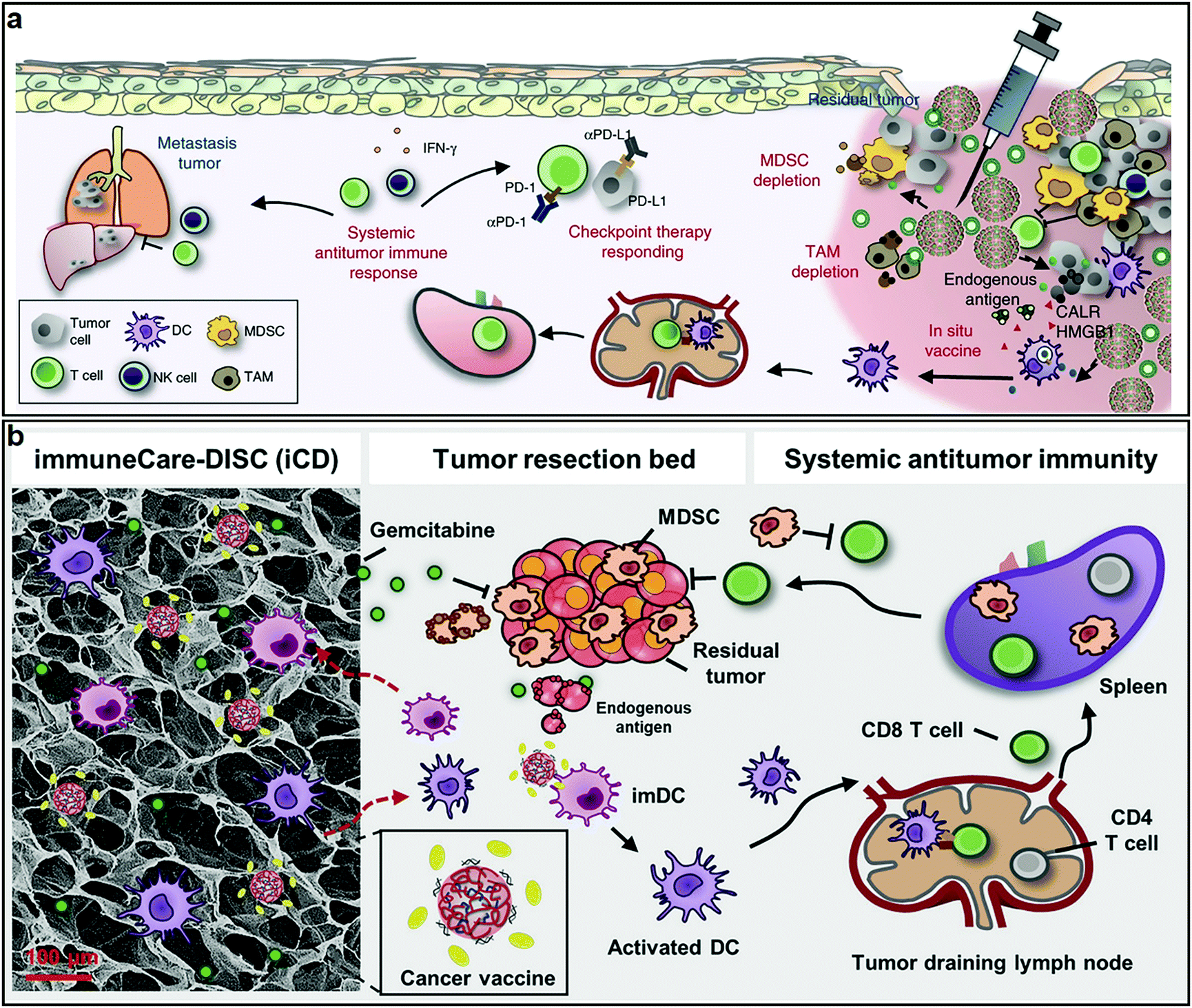 Biodegradable gel boosts immune system's attack on several cancers in mice