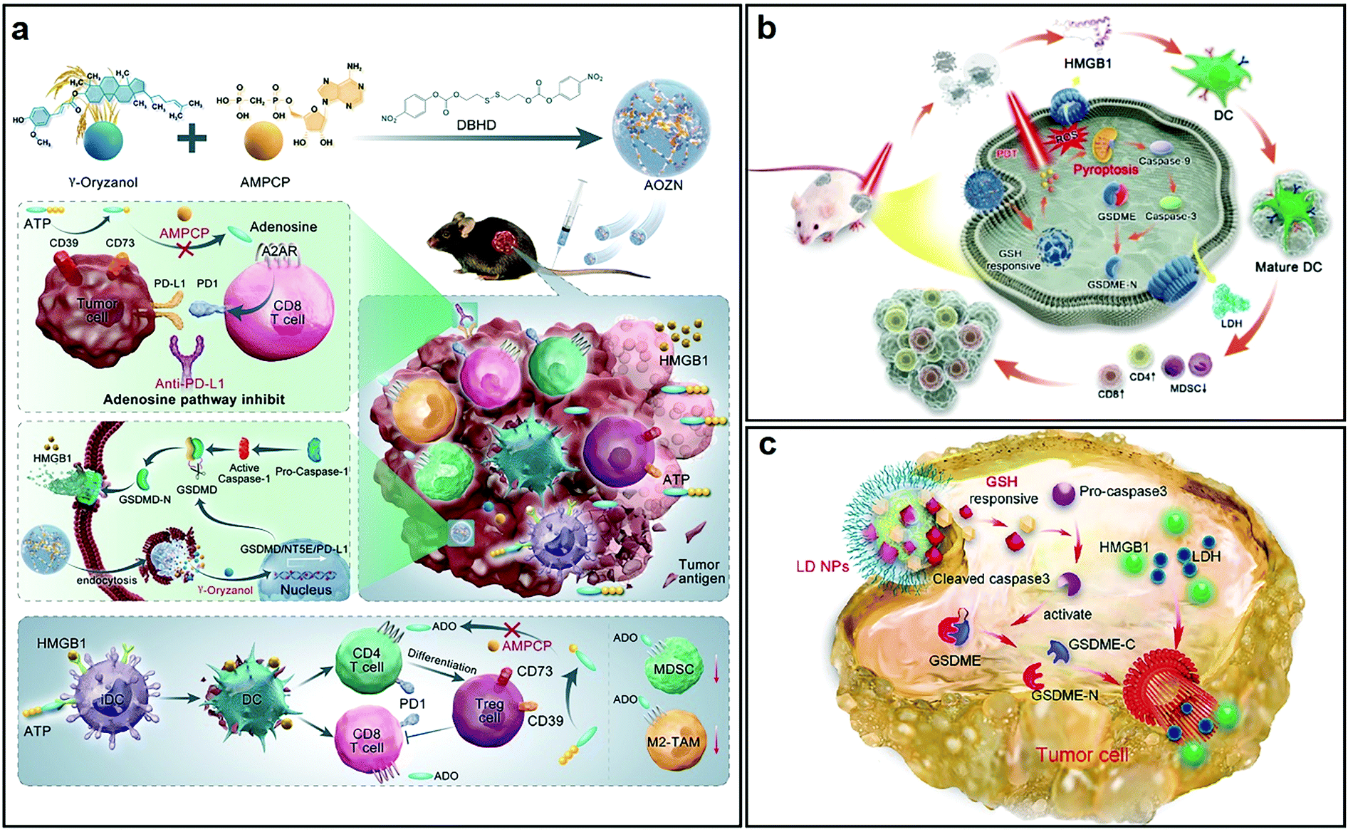 Bioengineered nanogels for cancer immunotherapy - Chemical Society Reviews  (RSC Publishing) DOI:10.1039/D2CS00247G