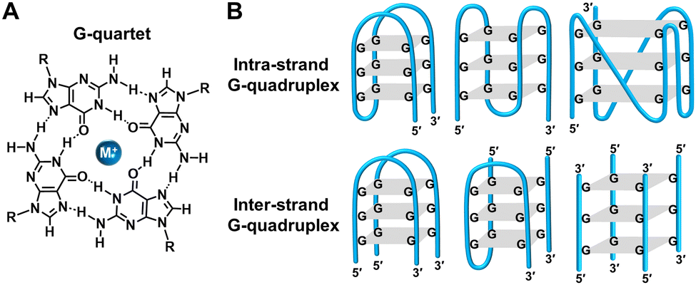Switchable and dynamic G-quadruplexes and their applications
