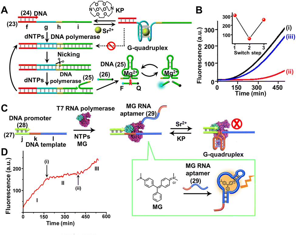 Switchable and dynamic G-quadruplexes and their applications