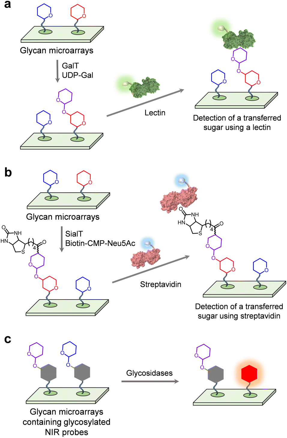 Mass Spectrometric and Glycan Microarray–Based Characterization of