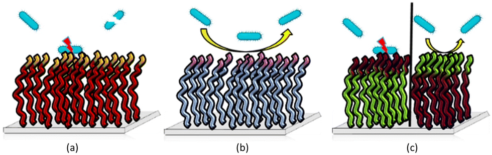 Antibacterial activity and antibiotic-modifying action of