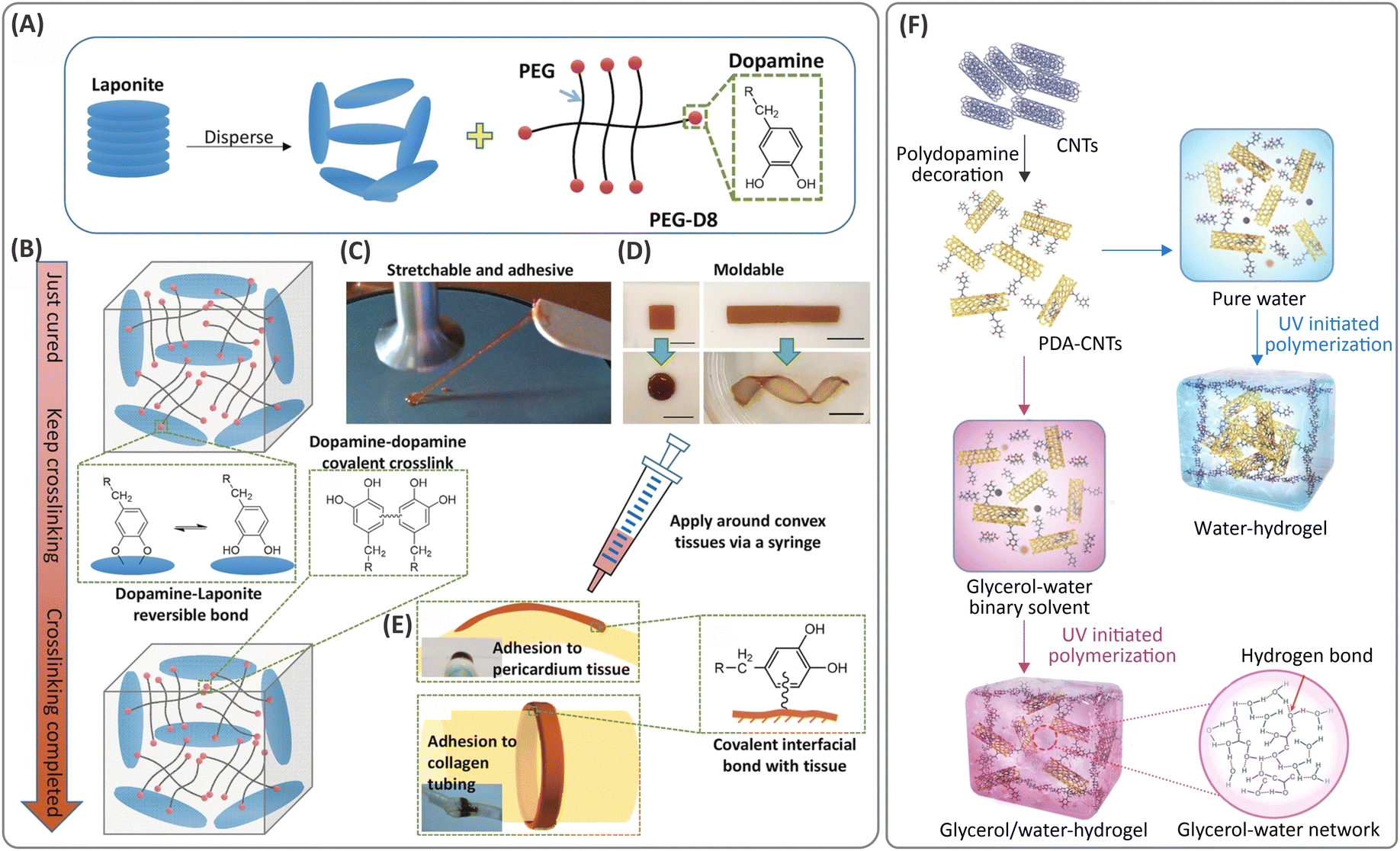 Bio-macromolecular design roadmap towards tough bioadhesives