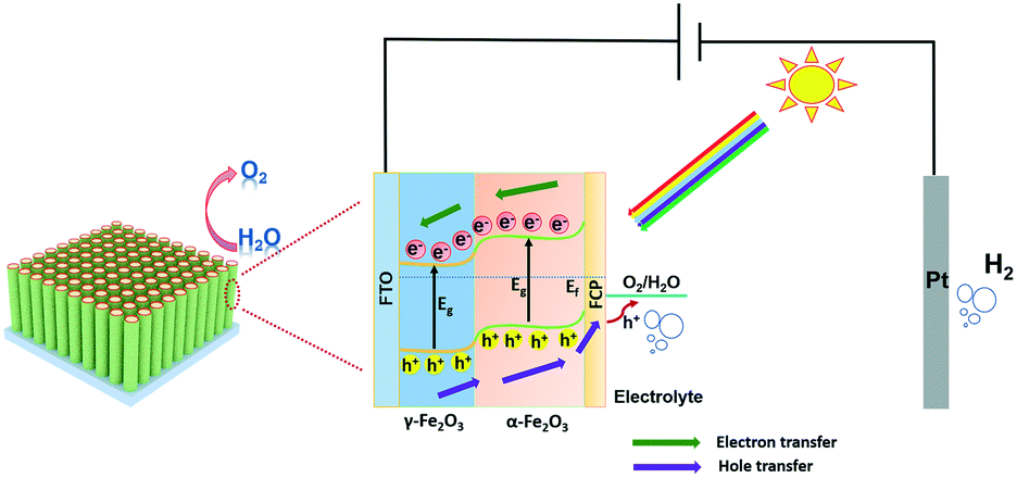 Revealing long-lived electron–hole migration in core–shell α/γ-Fe 2 O 3 /FCP  for efficient photoelectrochemical water oxidation - Catalysis Science &  Technology (RSC Publishing) DOI:10.1039/D1CY01628H