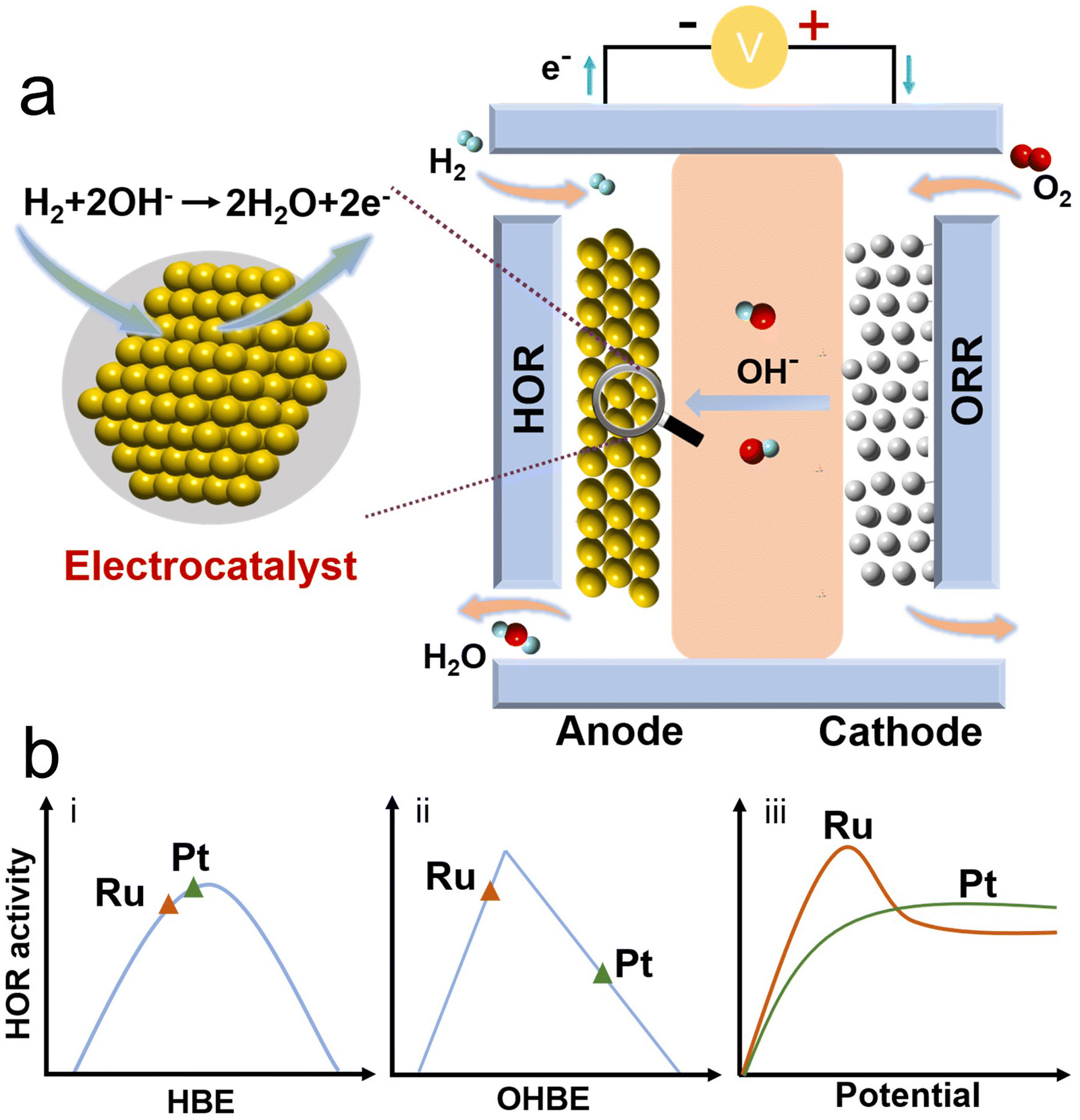 Revealing the role of interfacial water and key intermediates at ruthenium  surfaces in the alkaline hydrogen evolution reaction