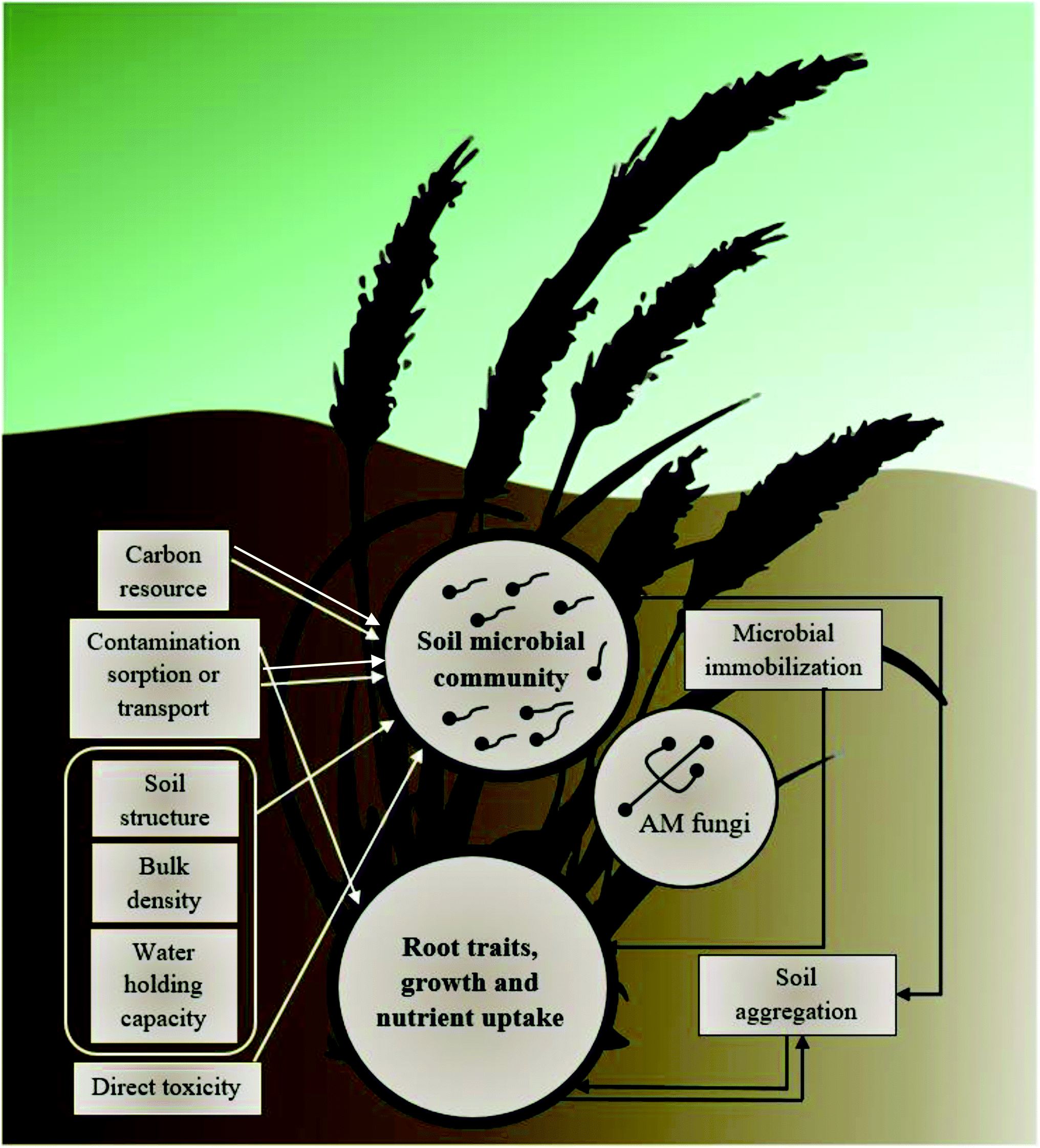 An Overlooked Entry Pathway of Microplastics into Agricultural