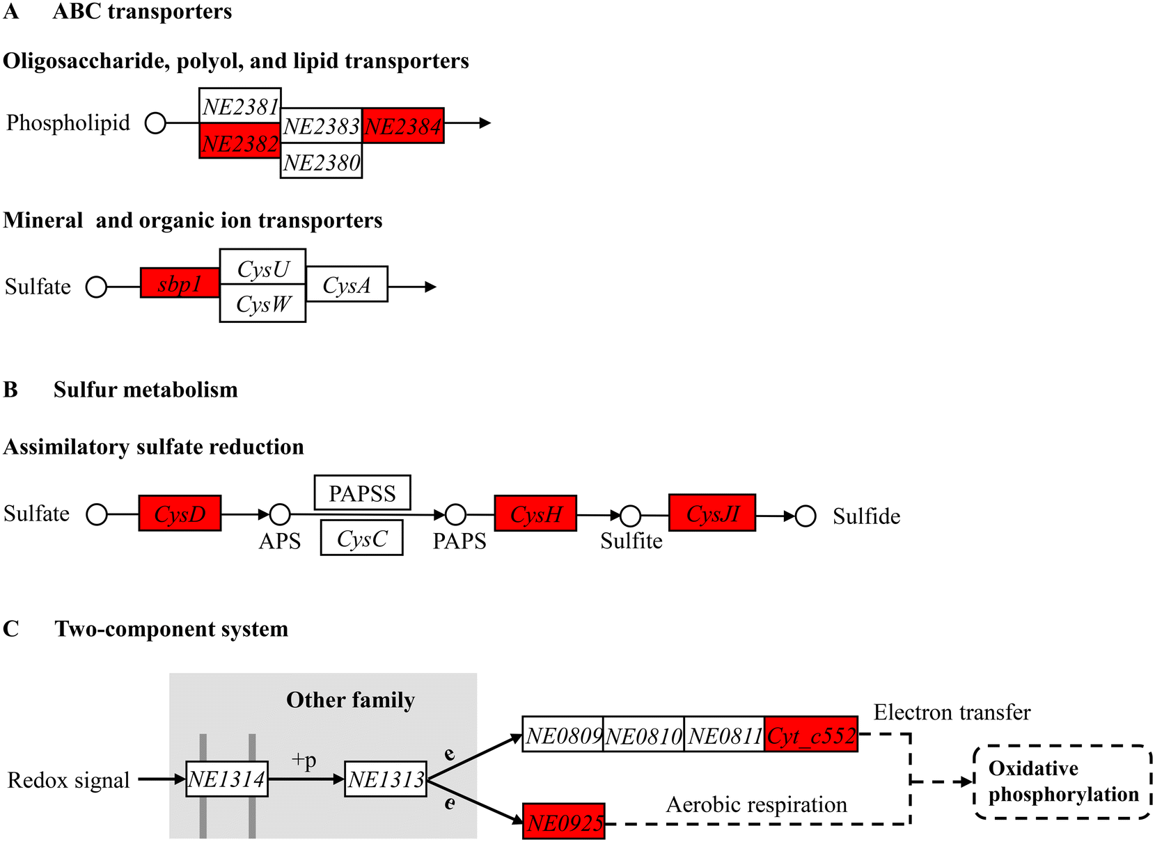 pH-Controlled Cerium Oxide Nanoparticle Inhibition of Both Gram-Positive  and Gram-Negative Bacteria Growth