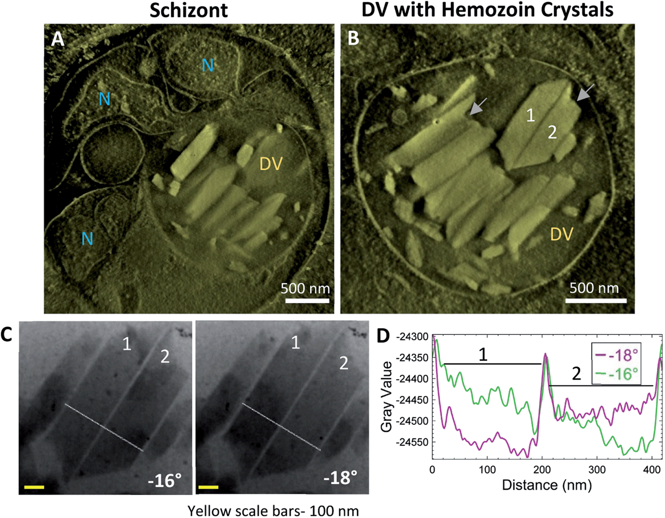 In situ cryo-electron tomography reveals the asymmetric