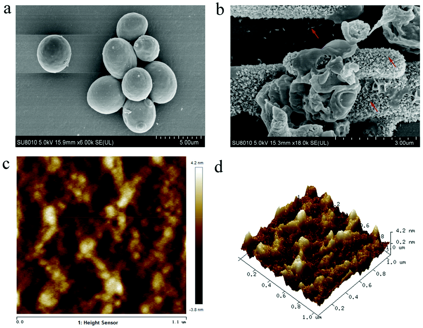 Glucan size distributions. Glucans from the indicated yeast strains