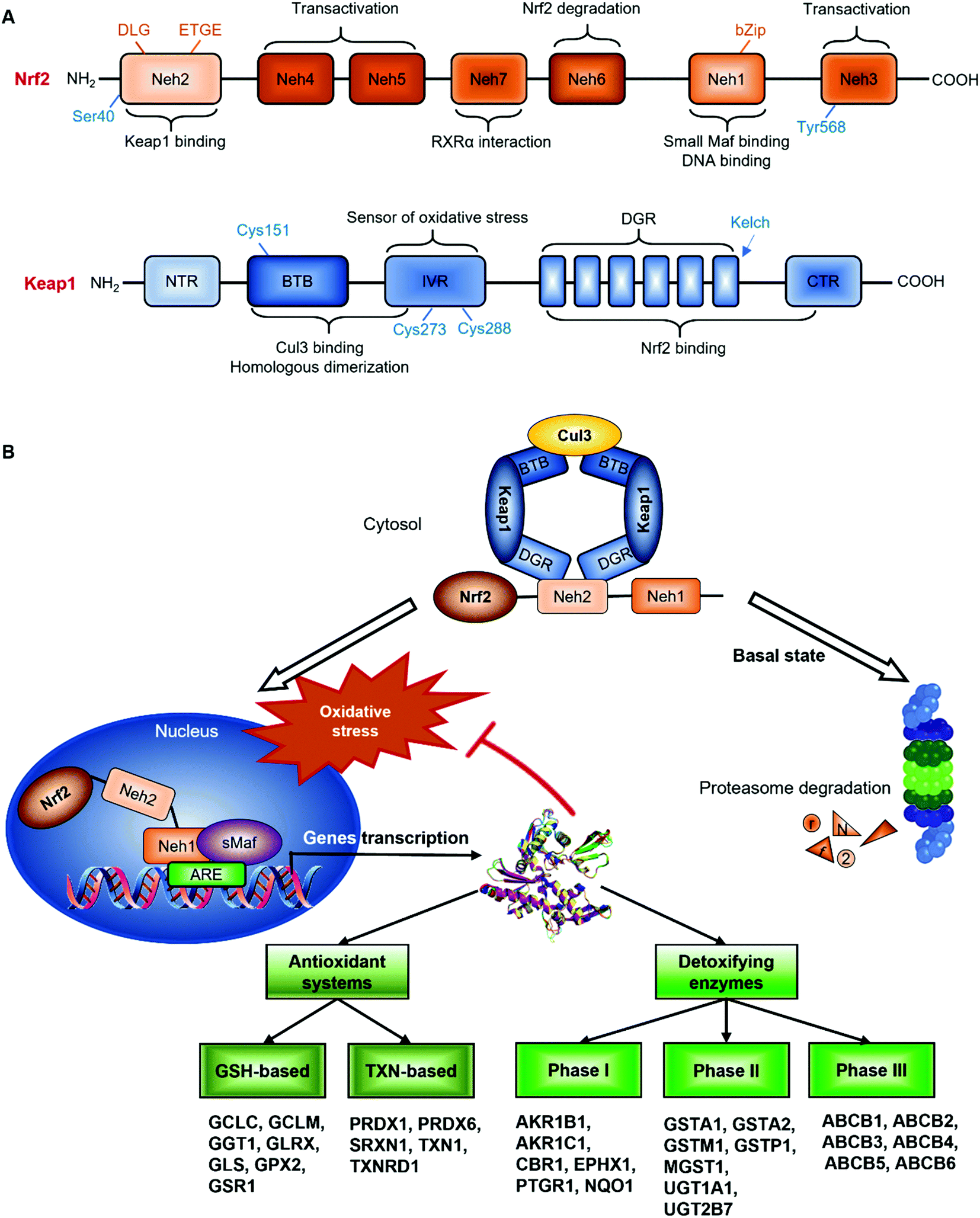 Dietary phenolic-type Nrf2-activators: implications in the control of  toxin-induced hepatic disorders - Food & Function (RSC Publishing)  DOI:10.1039/D1FO04237H