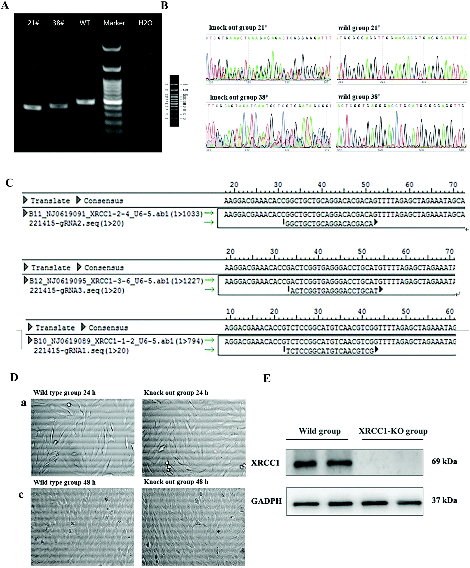 Mechanism of biochanin A alleviating PM 2.5 -induced oxidative 