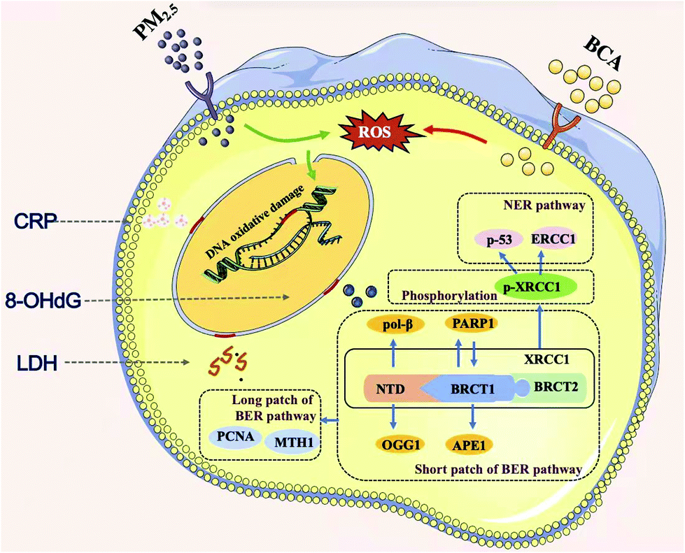 Mechanism of biochanin A alleviating PM 2.5 -induced oxidative 