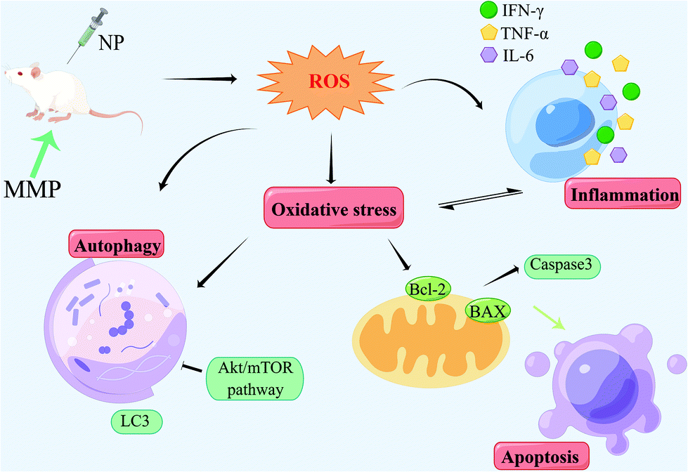 mmp様 11658_2025_744_Fig6_HTML.png