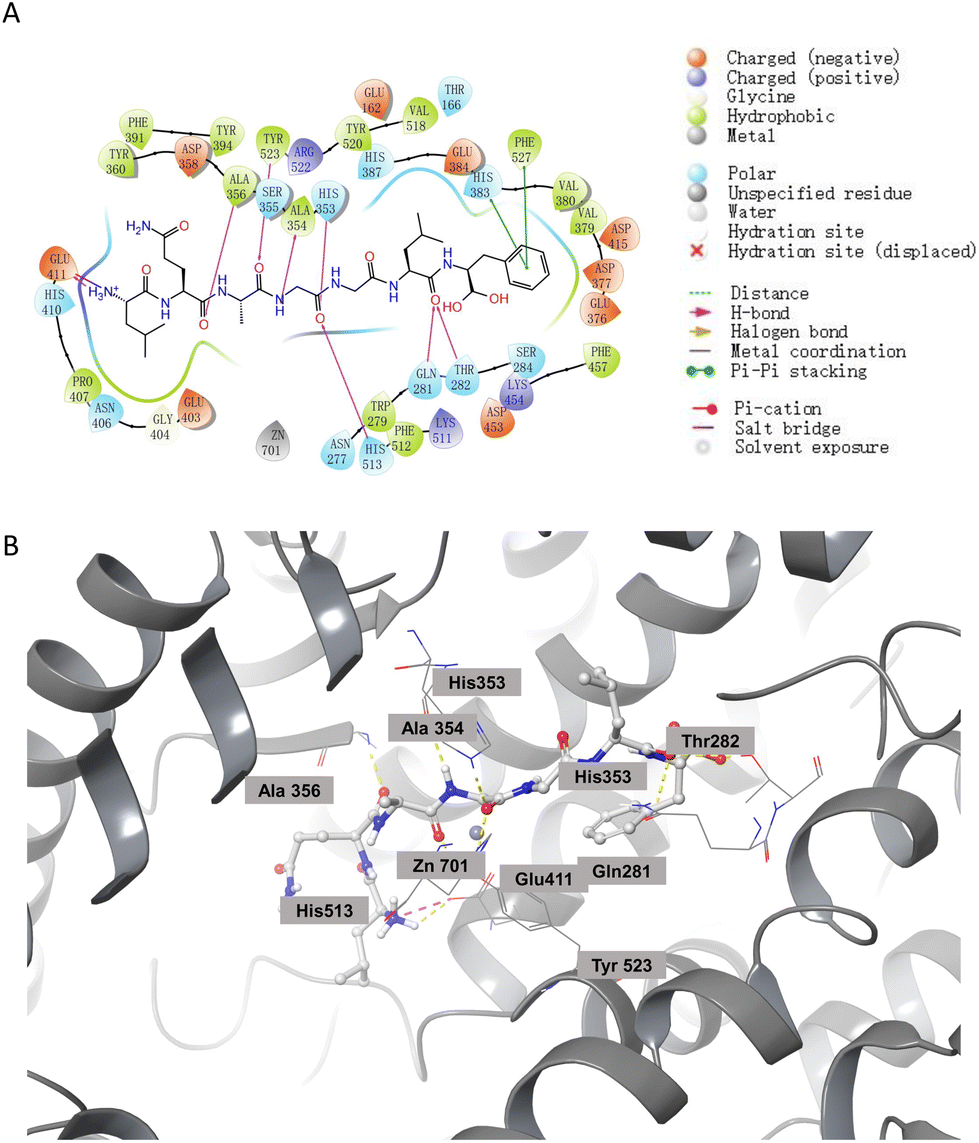 Isolation, identification and in vivo antihypertensive Isolation, identification and in vivo antihypertensive