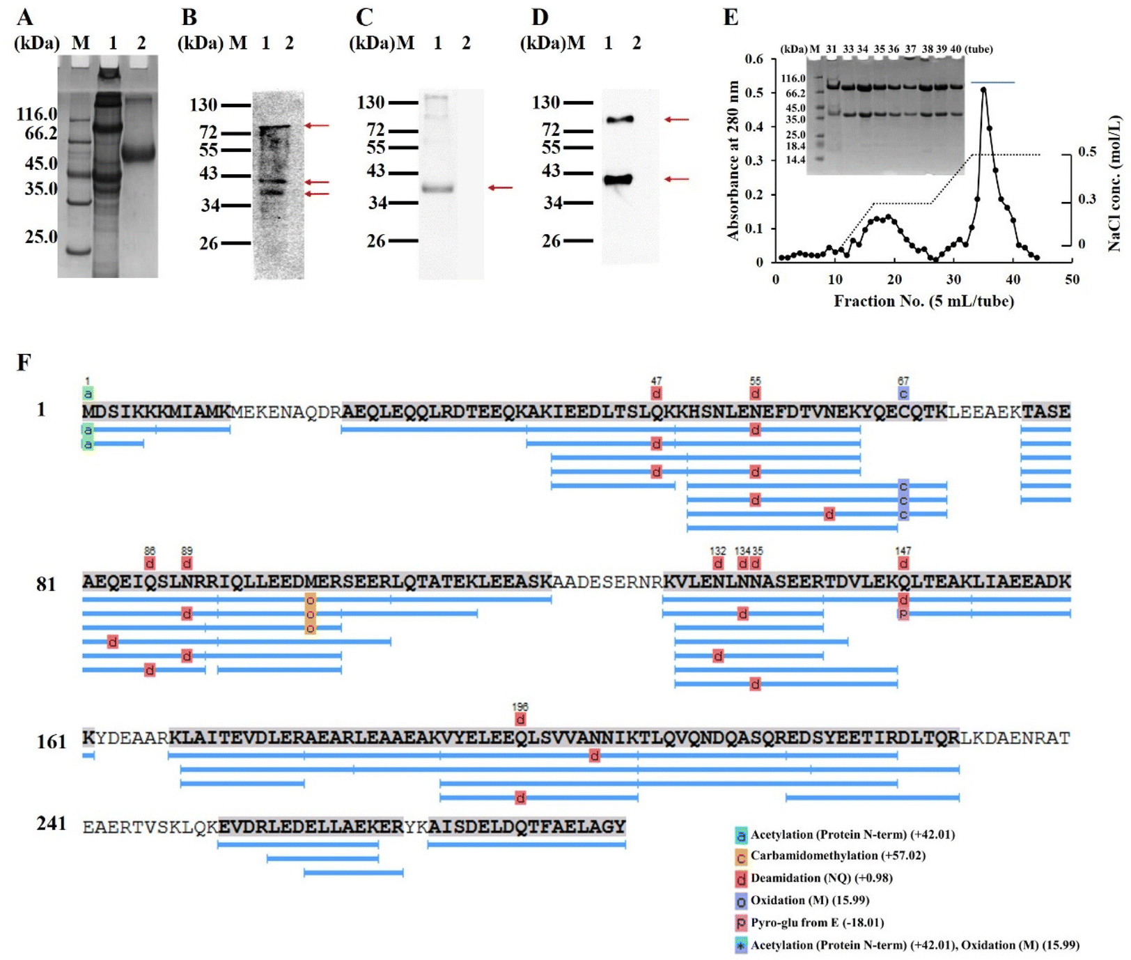 Identification of linear epitopes and their major role in