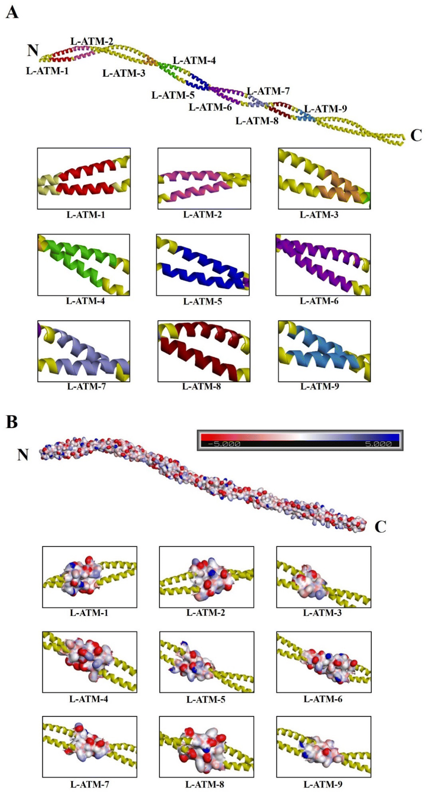 Identification of linear epitopes and their major role in