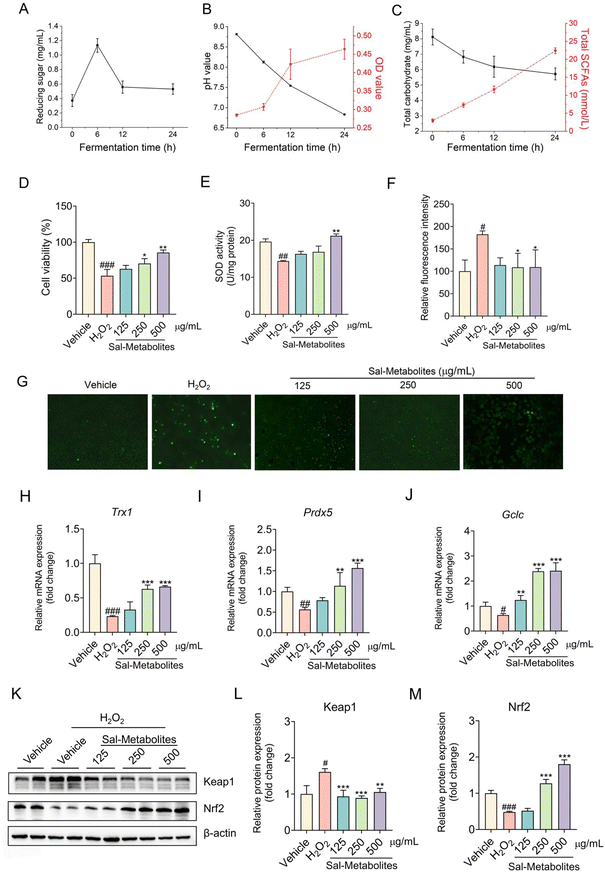 Salecan ameliorates liver injury by regulating gut microbiota and