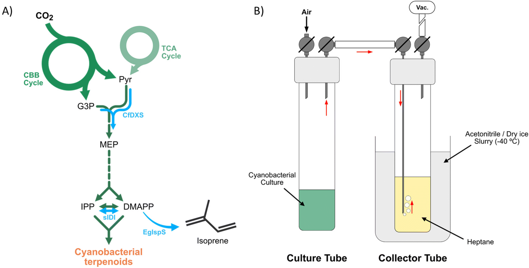 Formation of 1-Butanol from CO2 without *CO Dimerization on a