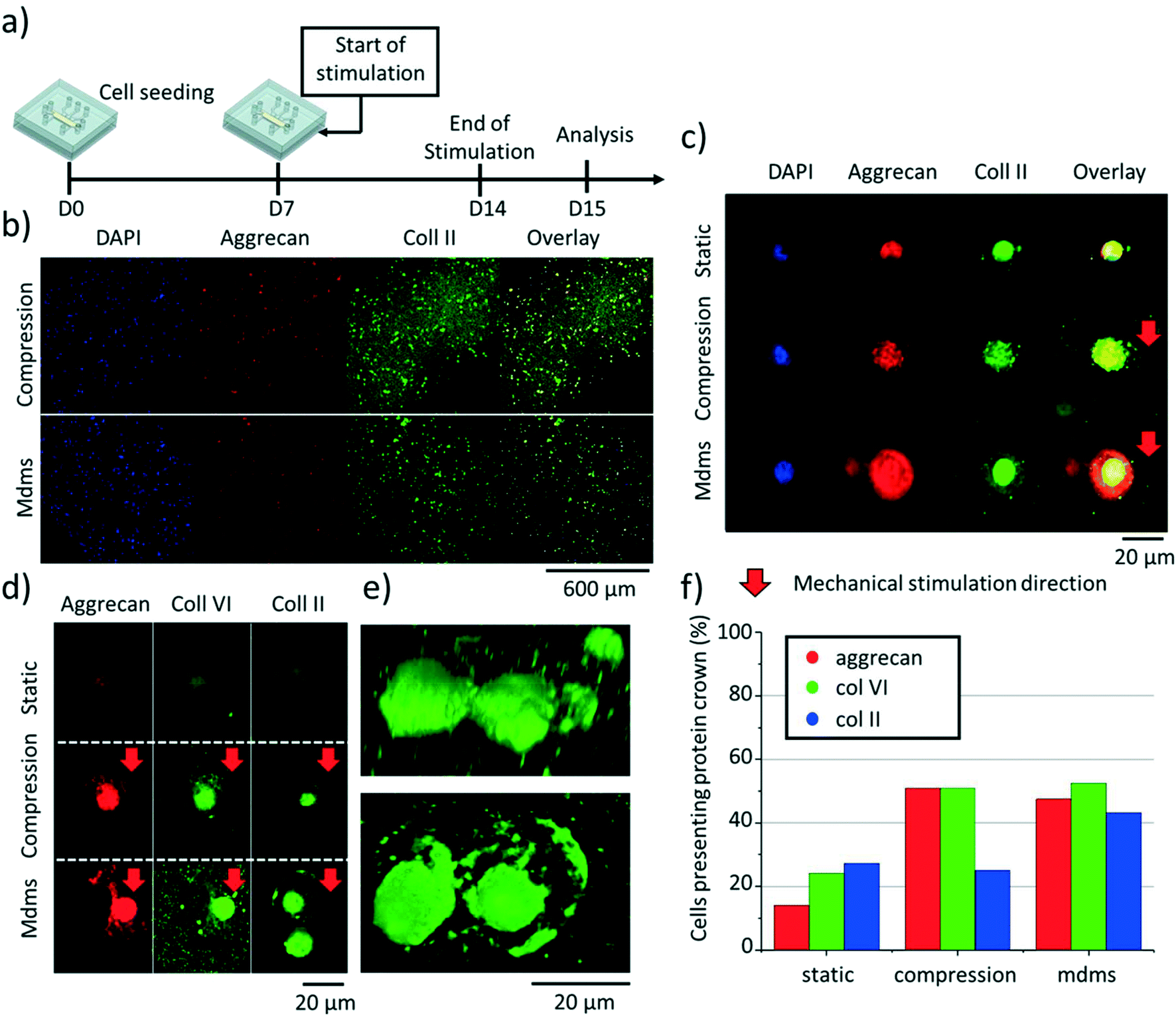 Emulating the chondrocyte microenvironment using multi-directional  mechanical stimulation in a cartilage-on-chip - Lab on a Chip (RSC  Publishing) DOI:10.1039/D1LC01069G