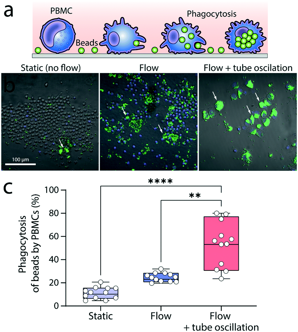 Generation of dynamic vortices in a microfluidic system