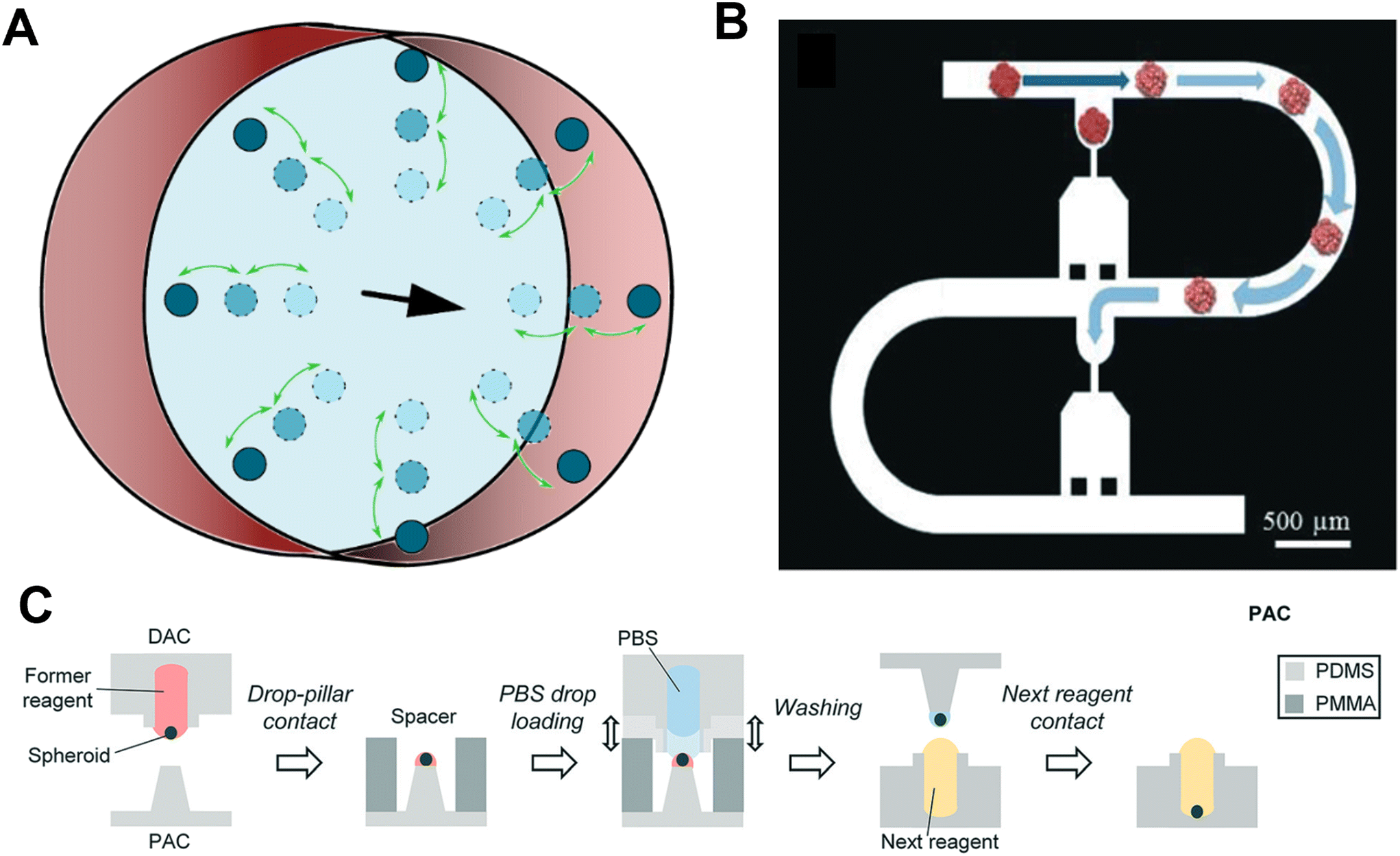 Tools for manipulation and positioning of microtissues - Lab on a Chip (RSC  Publishing) DOI:10.1039/D2LC00559J