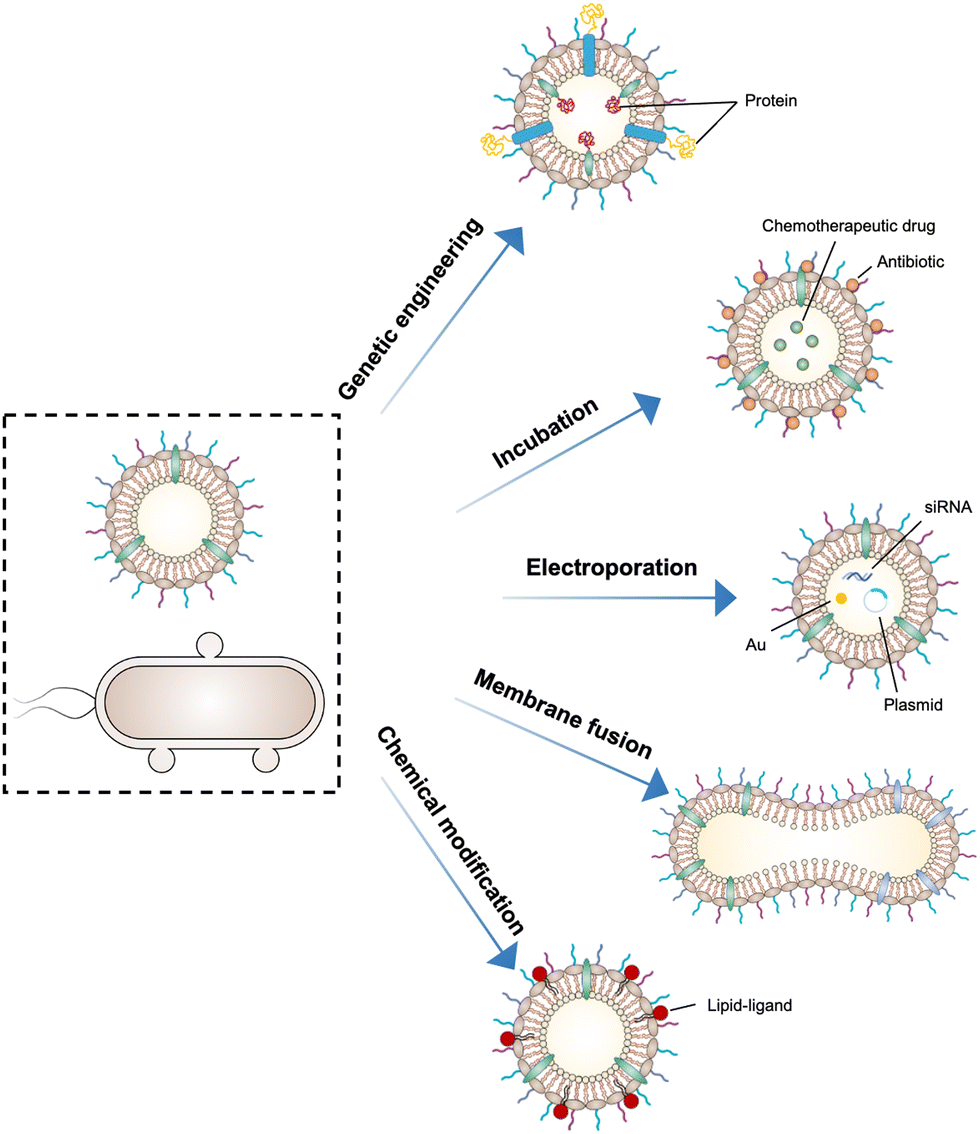 Bacterial outer membrane vesicles and their functionalization as 