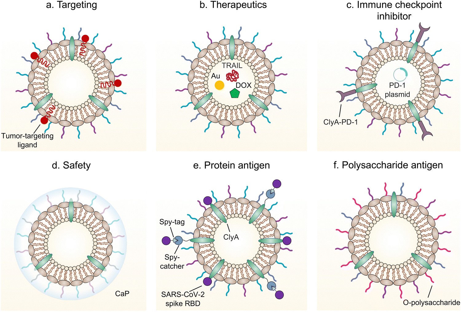 Bacterial outer membrane vesicles and their functionalization as 