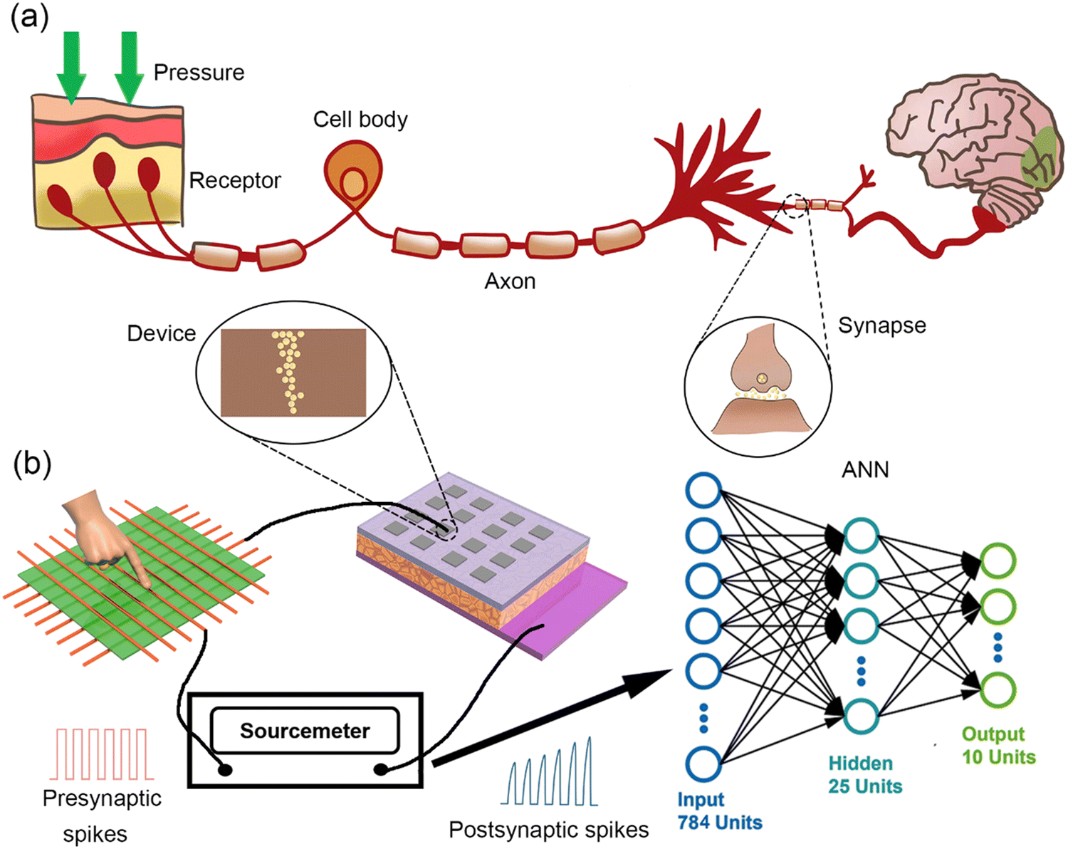 Human brain stimulated by artificial synaptic device