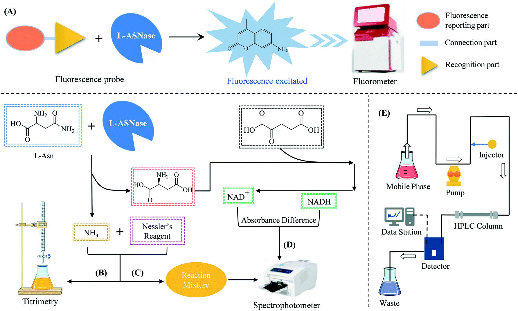 Overview of the structure side effects and activity assays of l