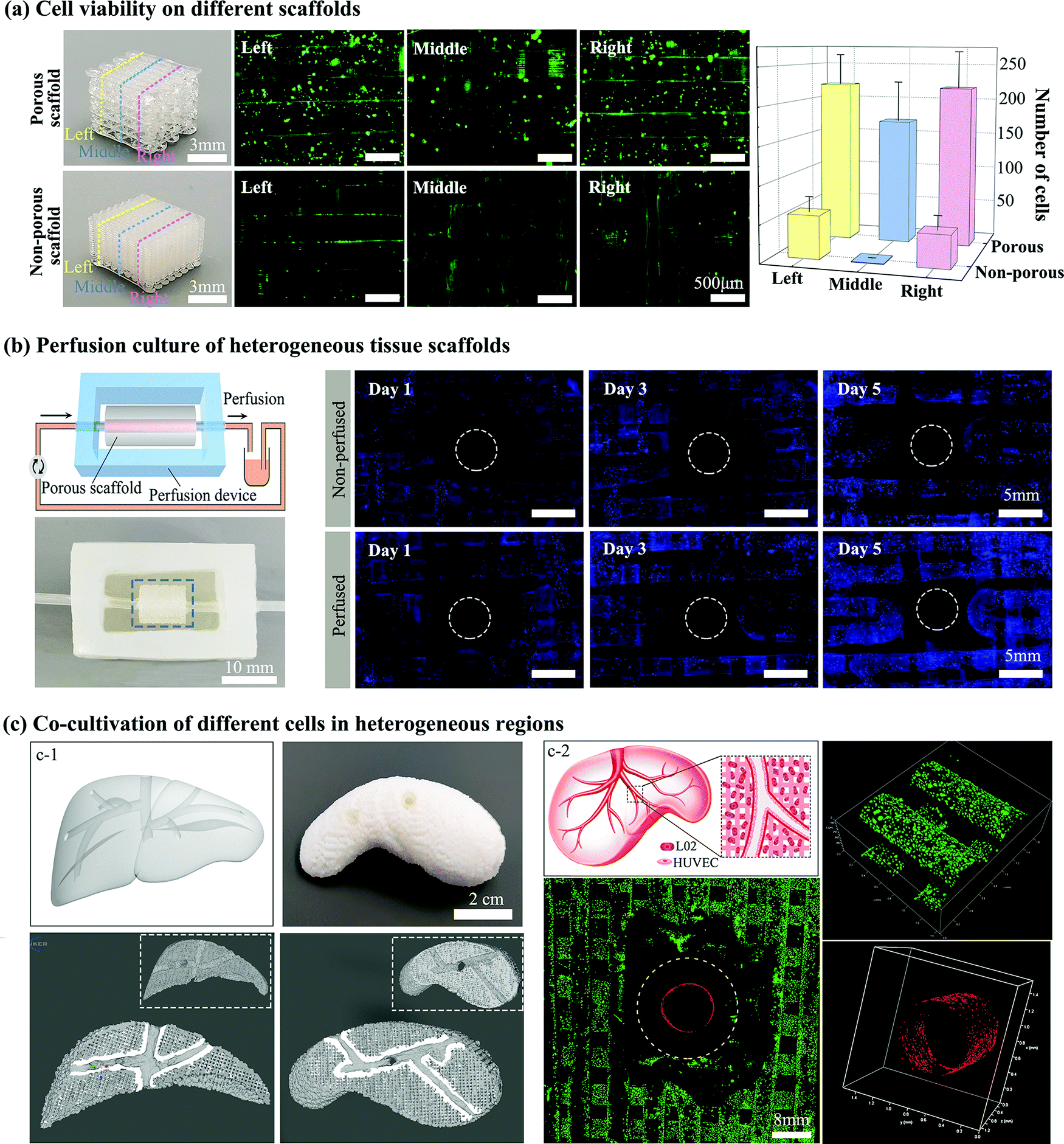 A versatile strategy to construct free-standing multi-furcated 