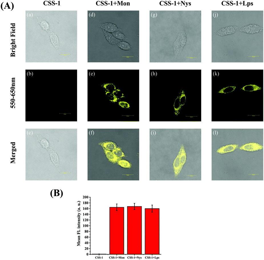A novel mitochondrion-targeted fluorescent probe for