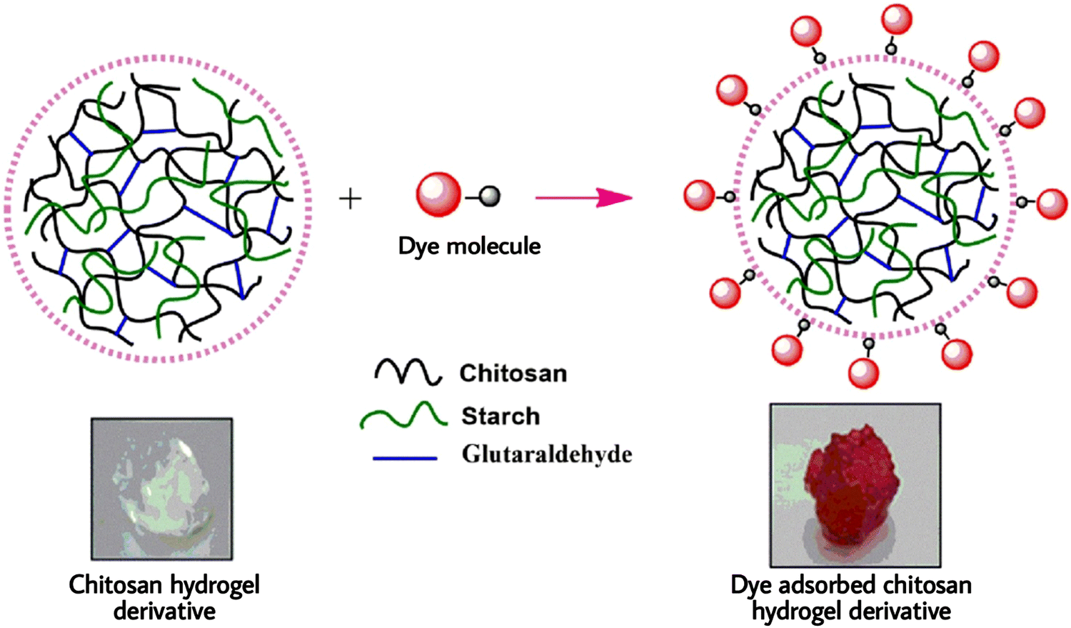 Magnetic Nanocomposites Containing Low and Medium-Molecular Weight Chitosan  for Dye Adsorption: Hydrophilic Property Versus Functional Groups