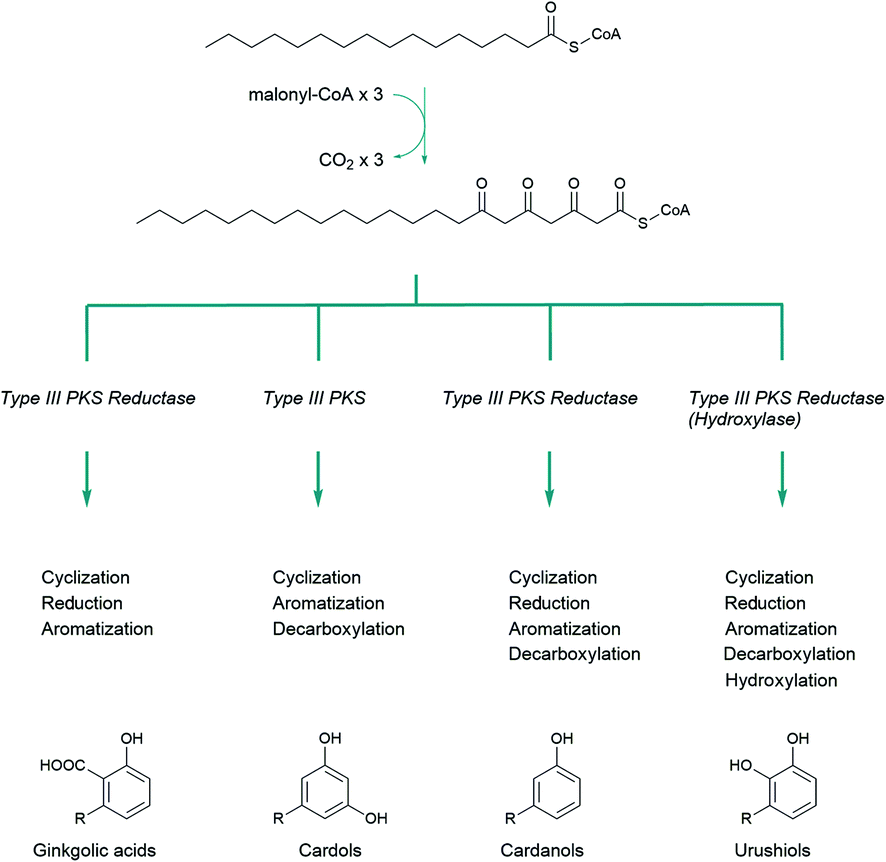 Structure, synthesis, biosynthesis, and activity of the 