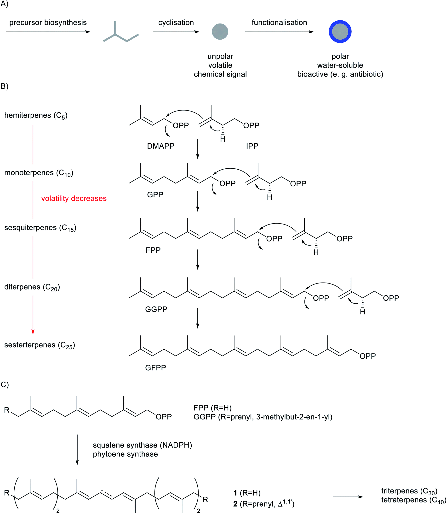 Metabolic engineering of Deinococcus radiodurans for pinene