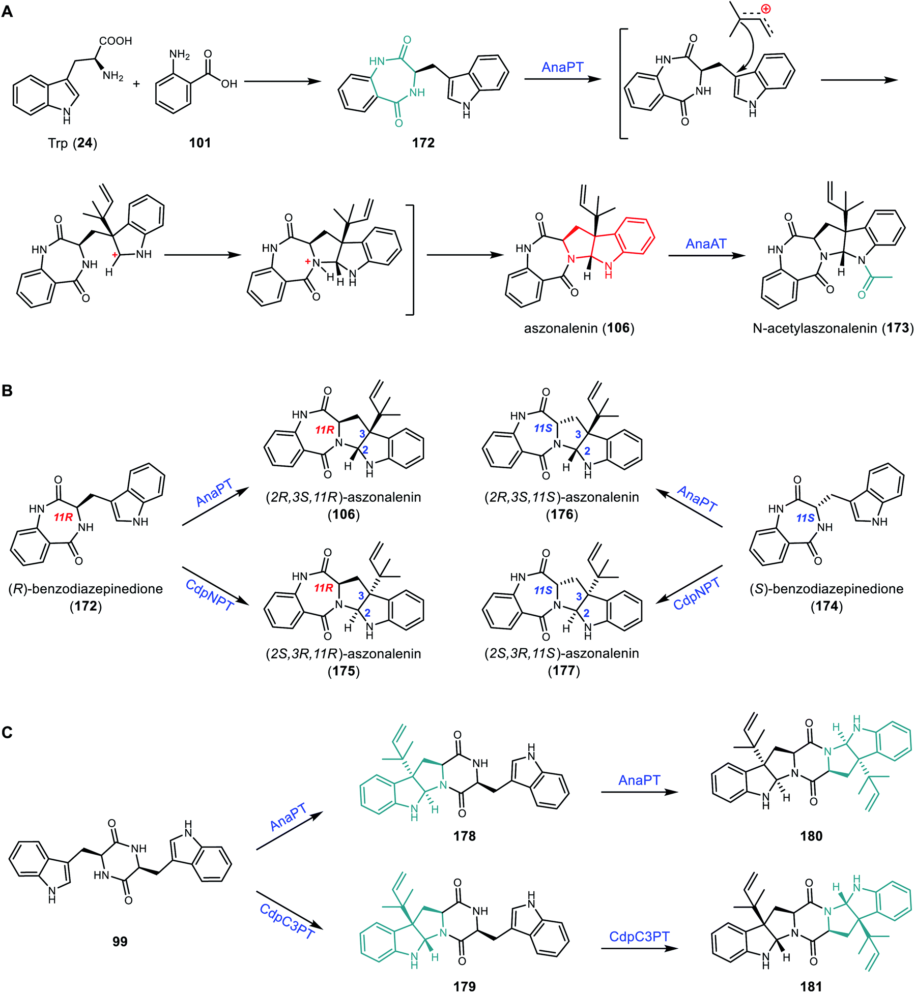 Biosynthesis of pyrroloindoline-containing natural products 
