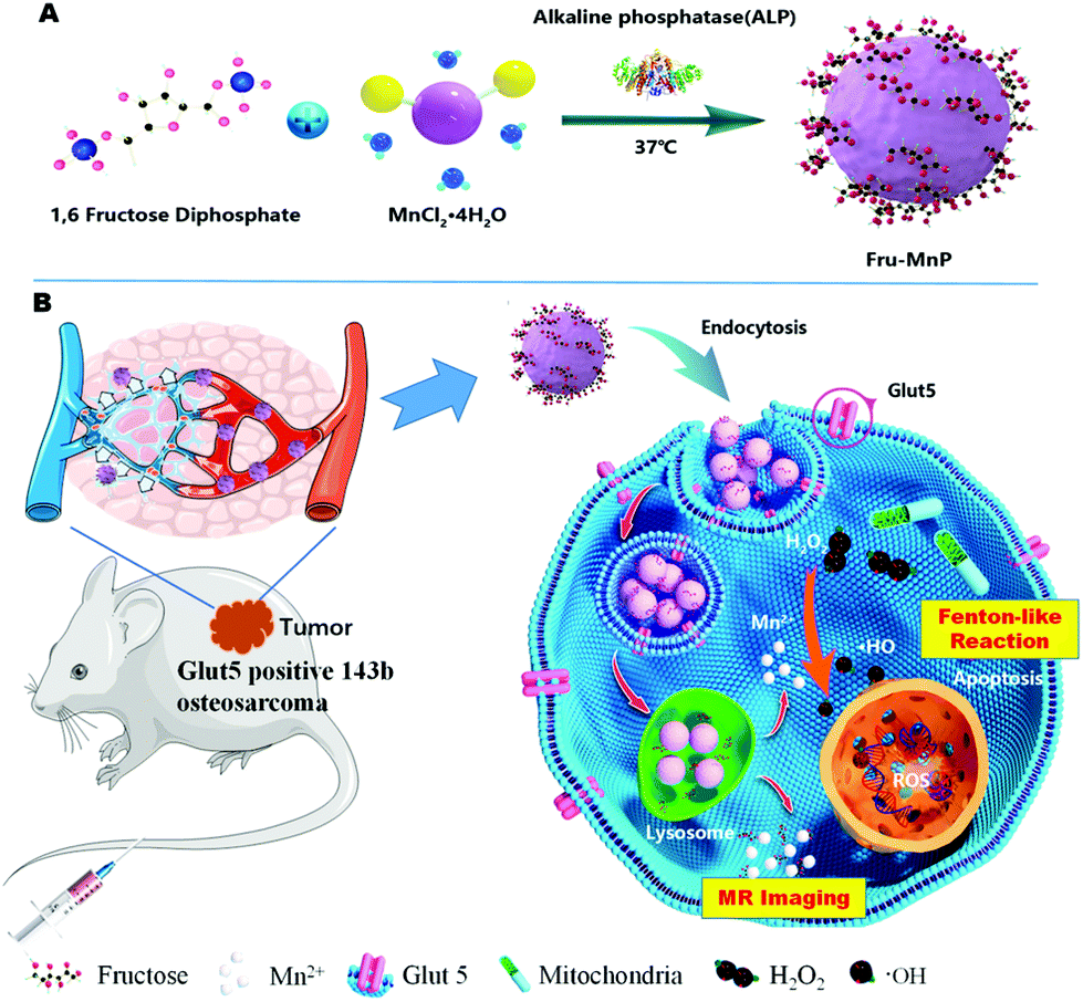 Biomineralization-inspired synthesis of amorphous manganese phosphates for GLUT5-targeted drug-free catalytic therapy of osteosarcoma