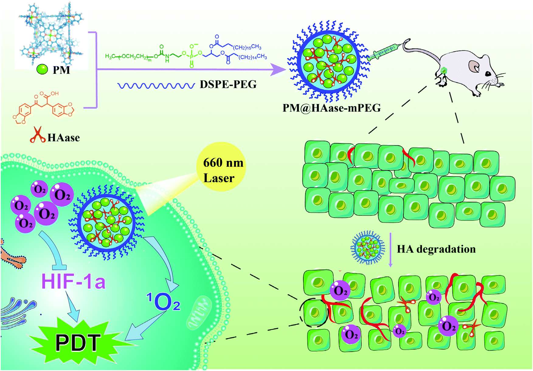 A porphyrin-based metallacage for enhanced photodynamic therapy 