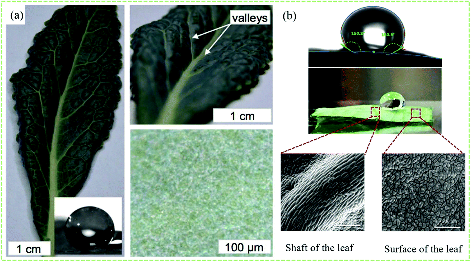 Recent advances in bioinspired superhydrophobic ice-proof Recent advances in bioinspired superhydrophobic ice-proof