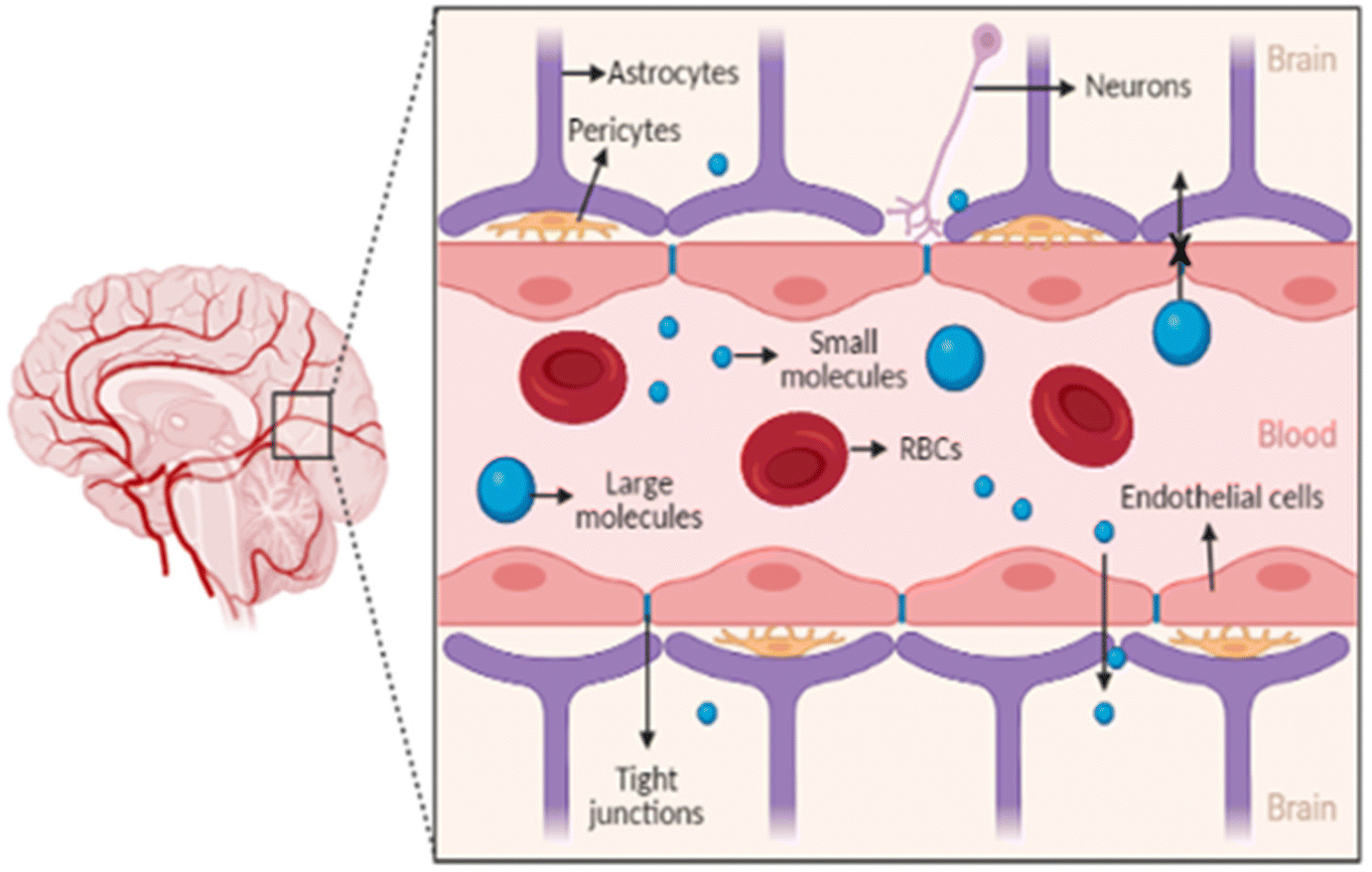 Transmigration of magnetite nanoparticles across the blood–brain