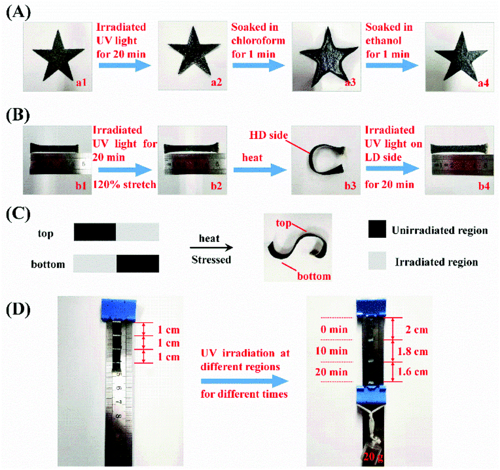 Recyclable silicone elastic light-triggered actuator with a