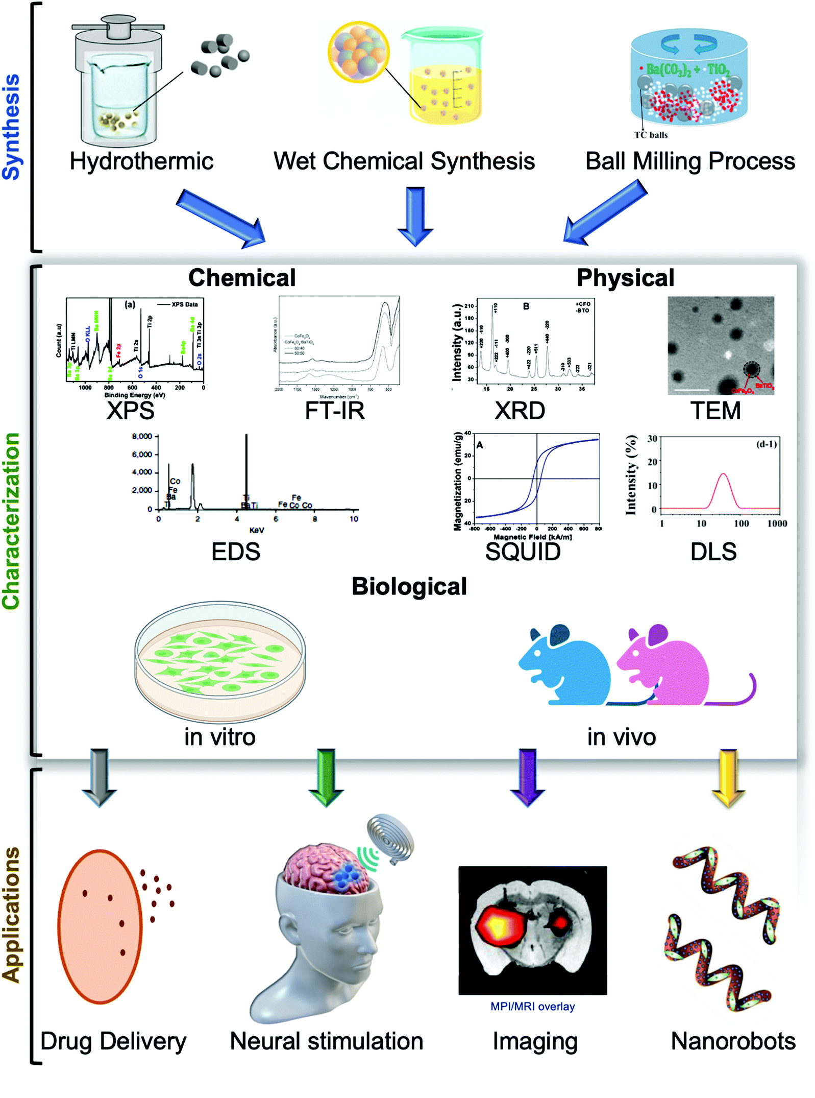 Magneto-elasto-electroporation (MEEP): In-vitro visualization and numerical  characteristics