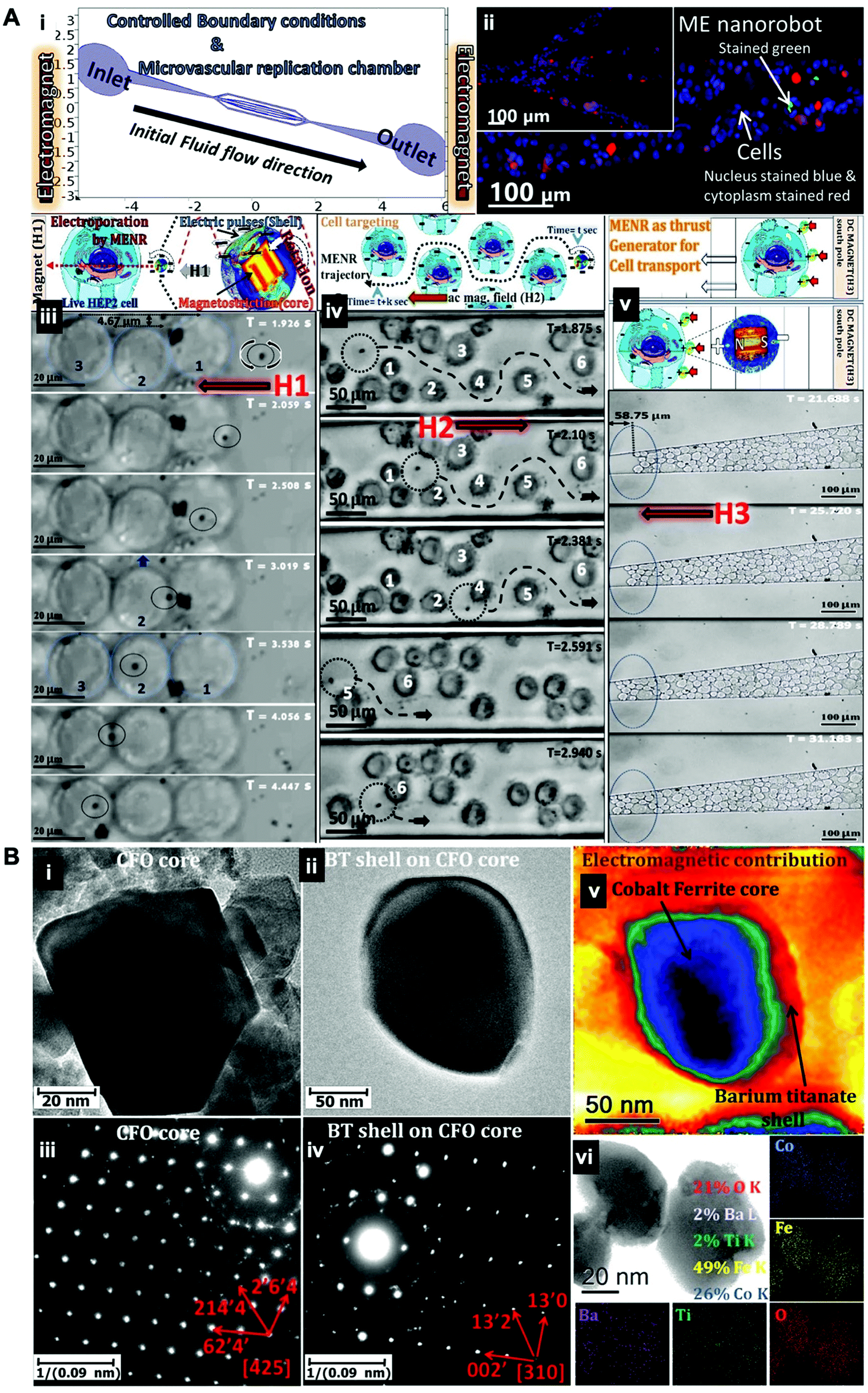 Magneto-elasto-electroporation (MEEP): In-vitro visualization and numerical  characteristics