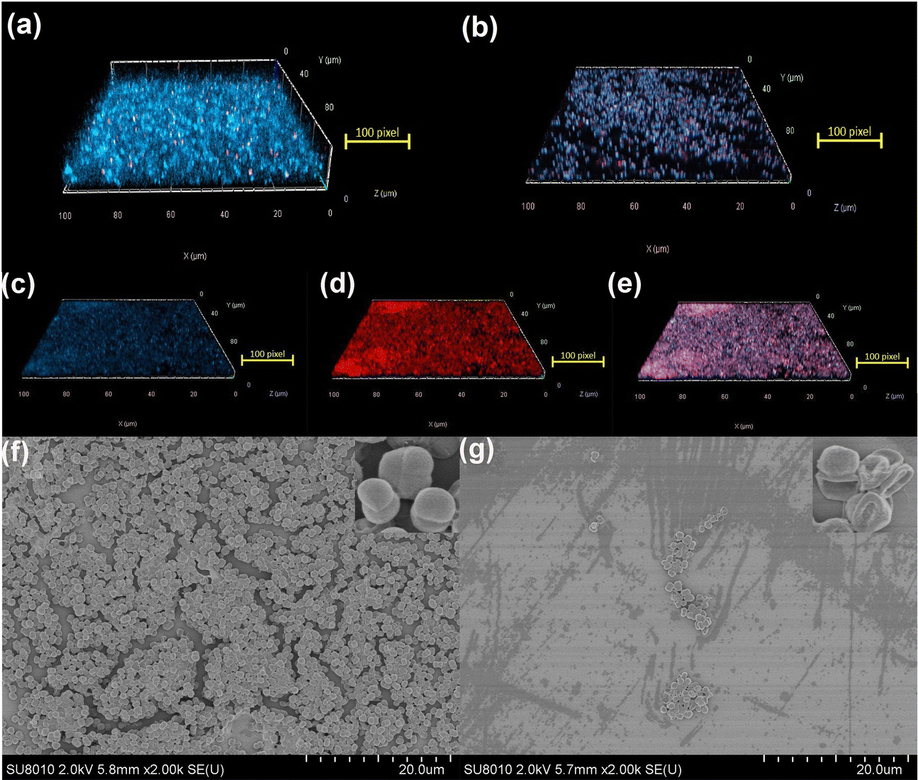 A novel quaternized carbon dot–papain complex for the double-target  anti-biofilm activity and visualization-ratio fluorescence dual-mode  detection of  - Materials Chemistry Frontiers (RSC Publishing)  DOI:10.1039/D2QM00347C
