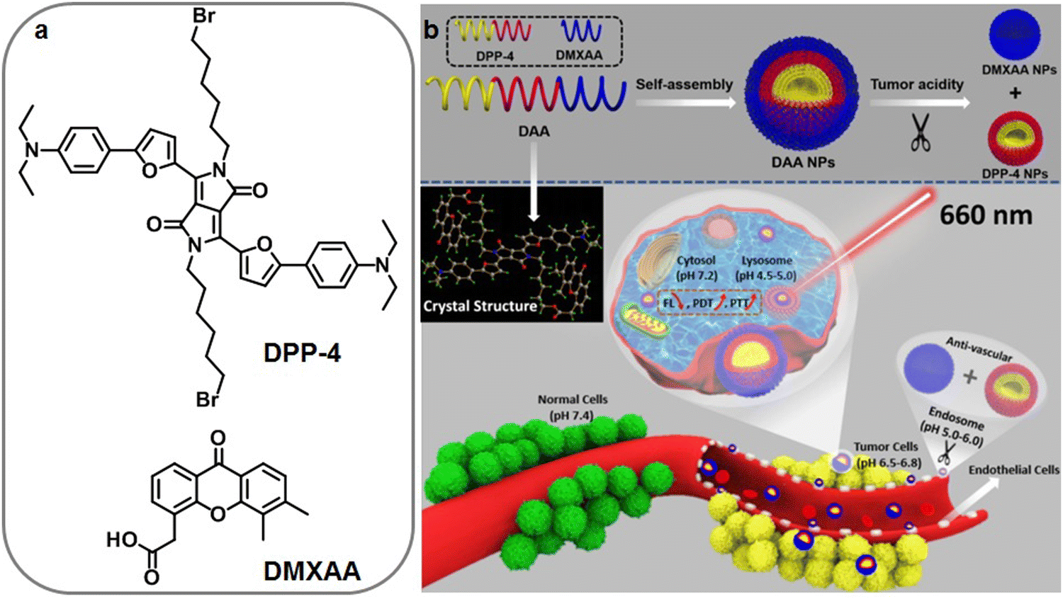 Organic conjugated small molecules with donor–acceptor structures: design  and application in the phototherapy of tumors - Materials Chemistry  Frontiers (RSC Publishing) DOI:10.1039/D2QM00752E