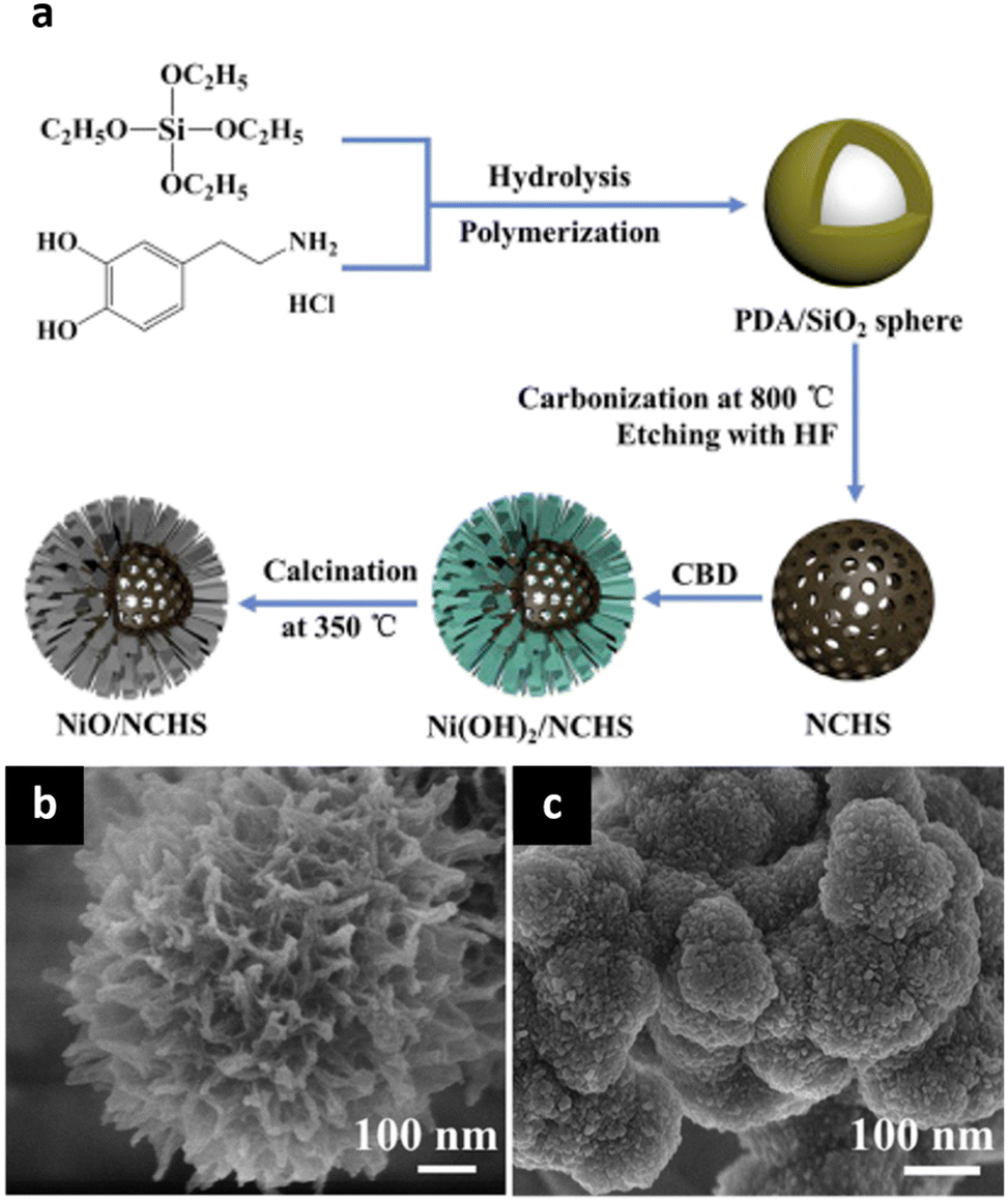 Plant- and fungi-inspired hierarchical structures as electrode 