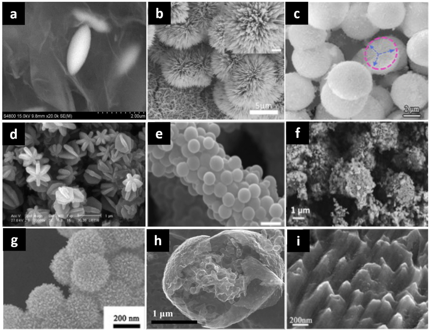 Plant- and fungi-inspired hierarchical structures as electrode 