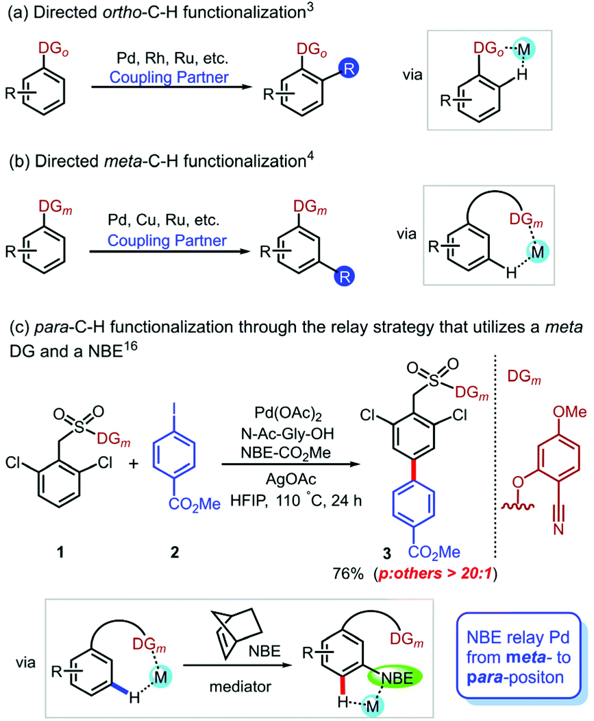 Insight into the mechanism of the arylation of arenes via norbornene relay  palladation through meta - to para -selectivity - Organic Chemistry  Frontiers (RSC Publishing) DOI:10.1039/D1QO01500A